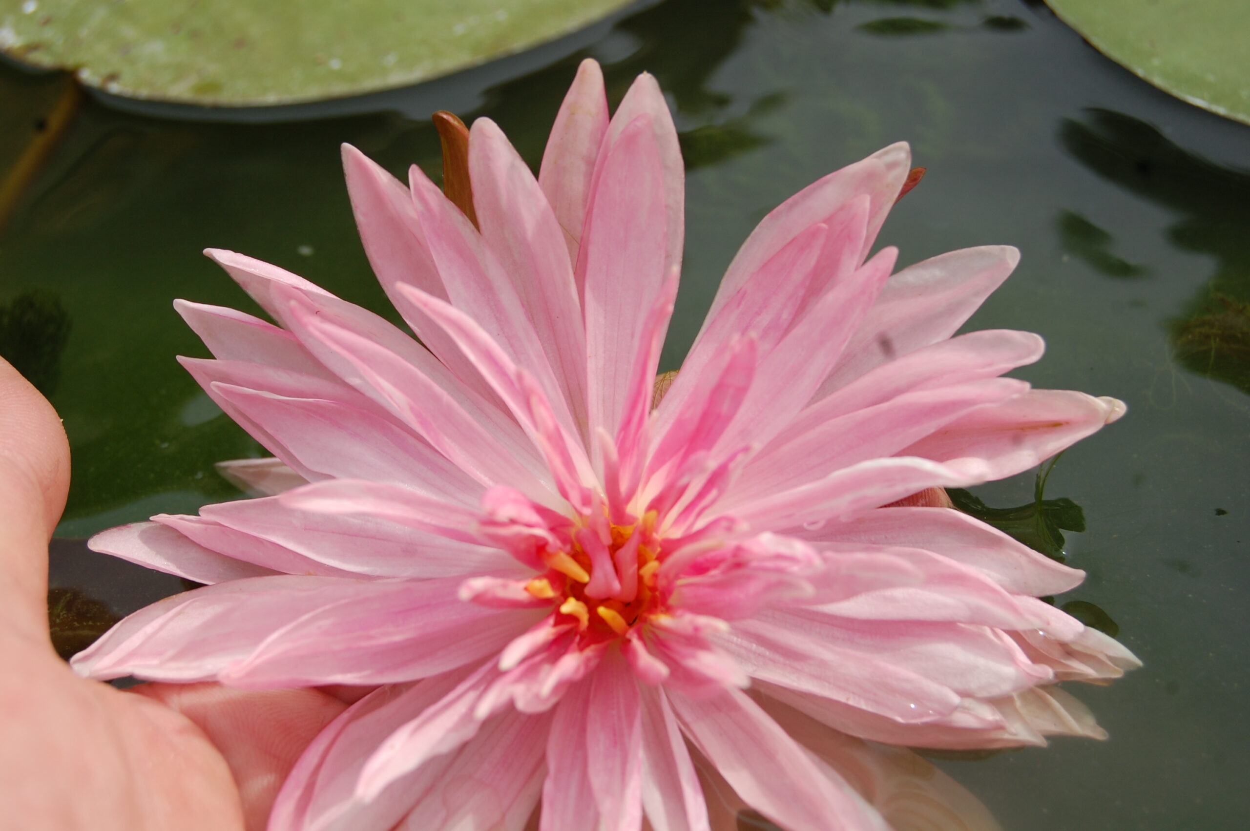 acheter nymphaea Rozalina for sale buy on line (24)