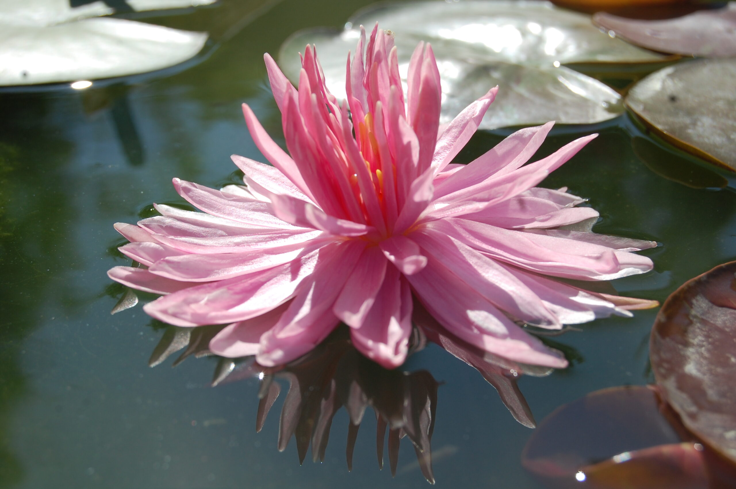 acheter nymphaea Rozalina for sale buy on line (3)