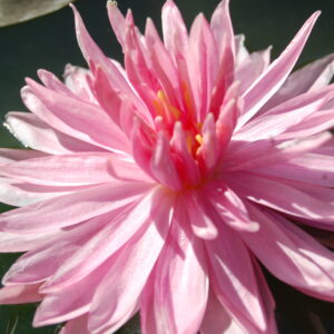 acheter nymphaea Rozalina for sale buy on line (4)