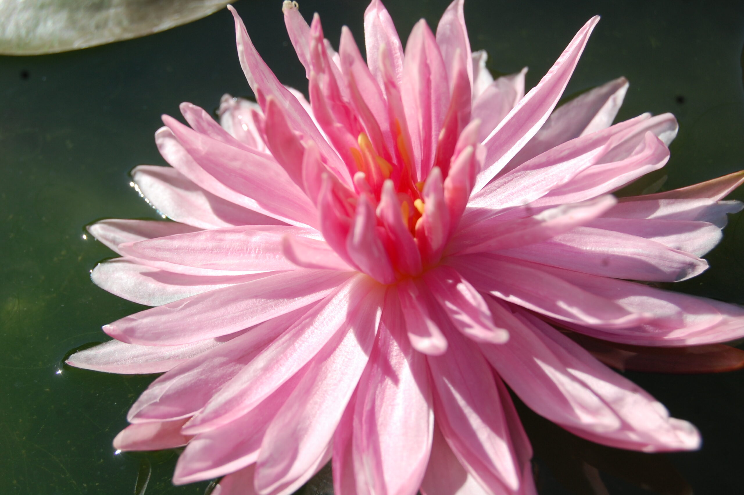 acheter nymphaea Rozalina for sale buy on line (4)