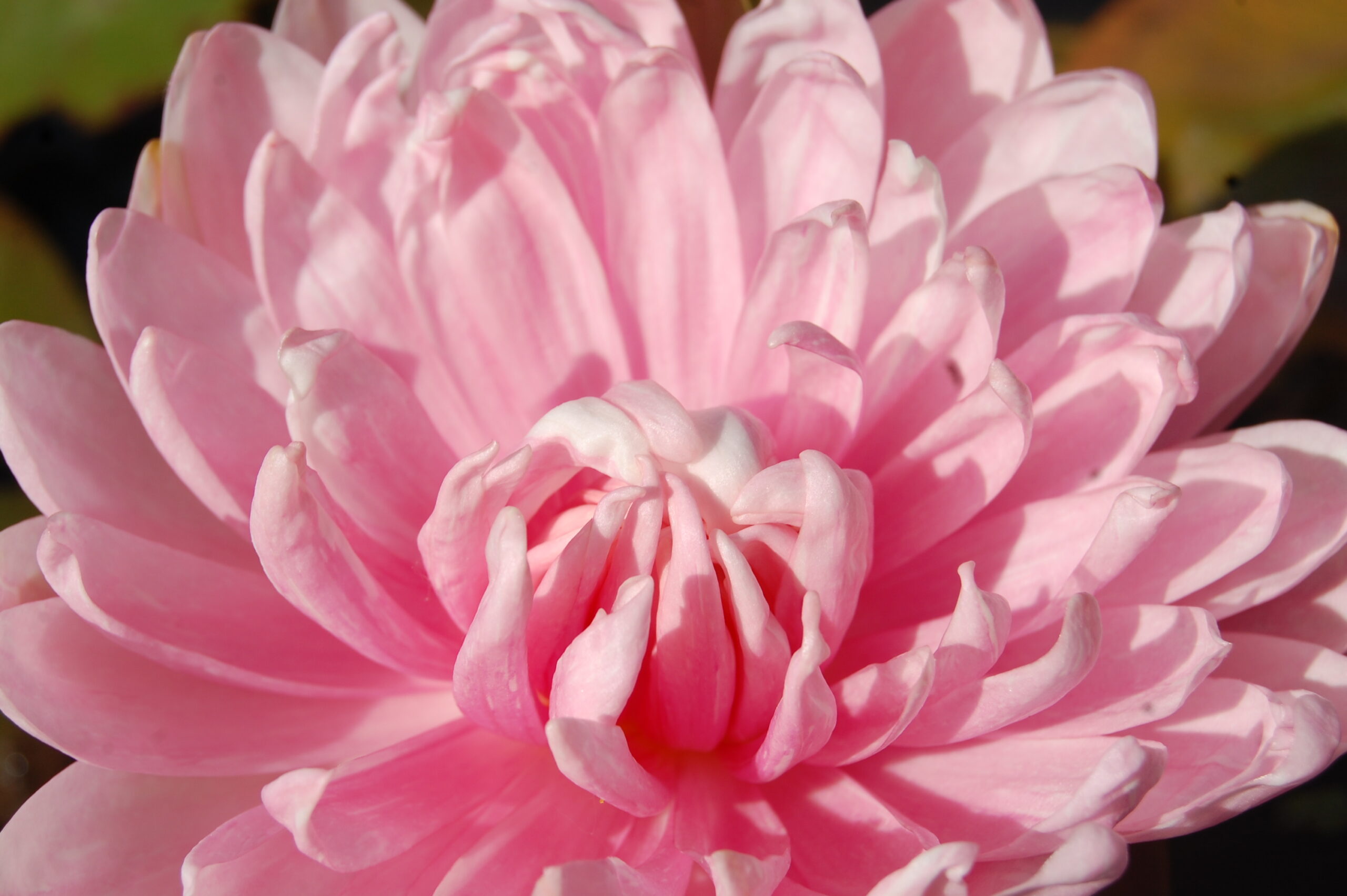 acheter nymphaea Rozalina for sale buy on line (44)