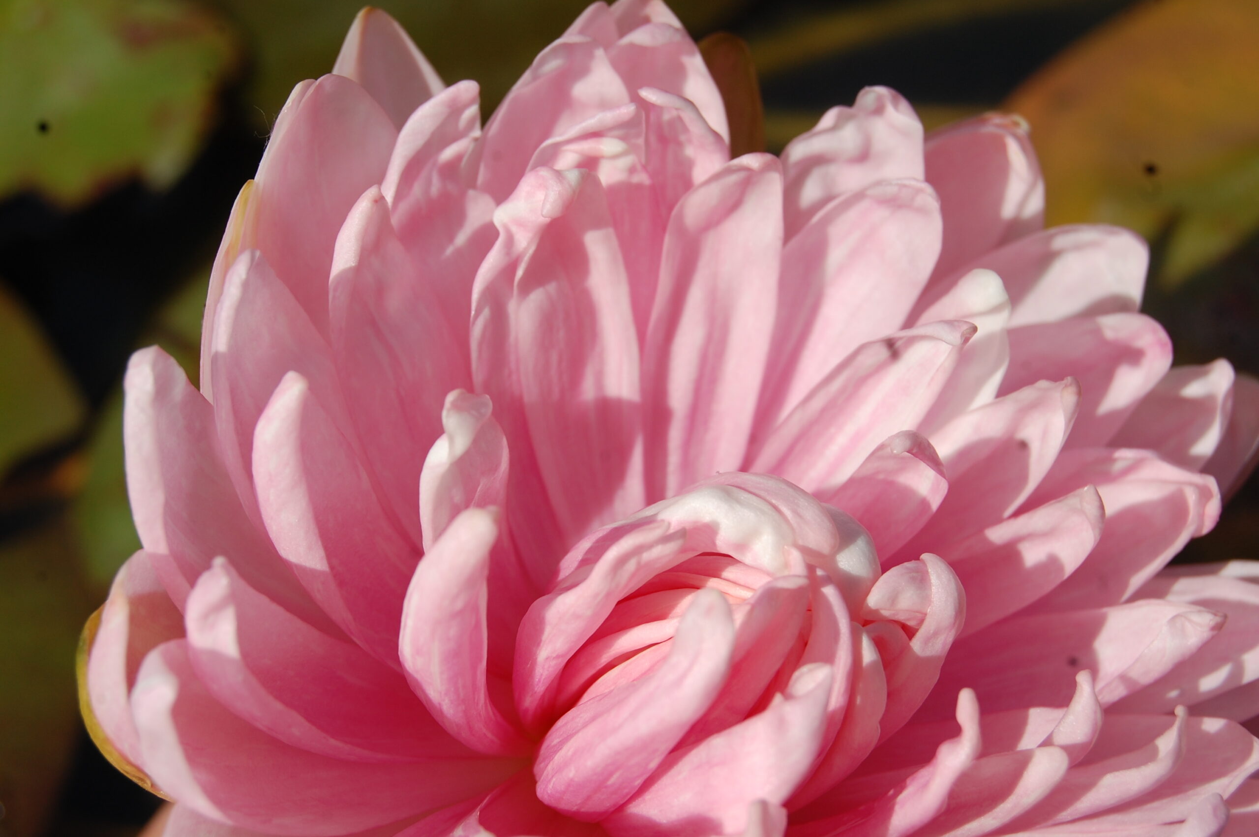 acheter nymphaea Rozalina for sale buy on line (48)