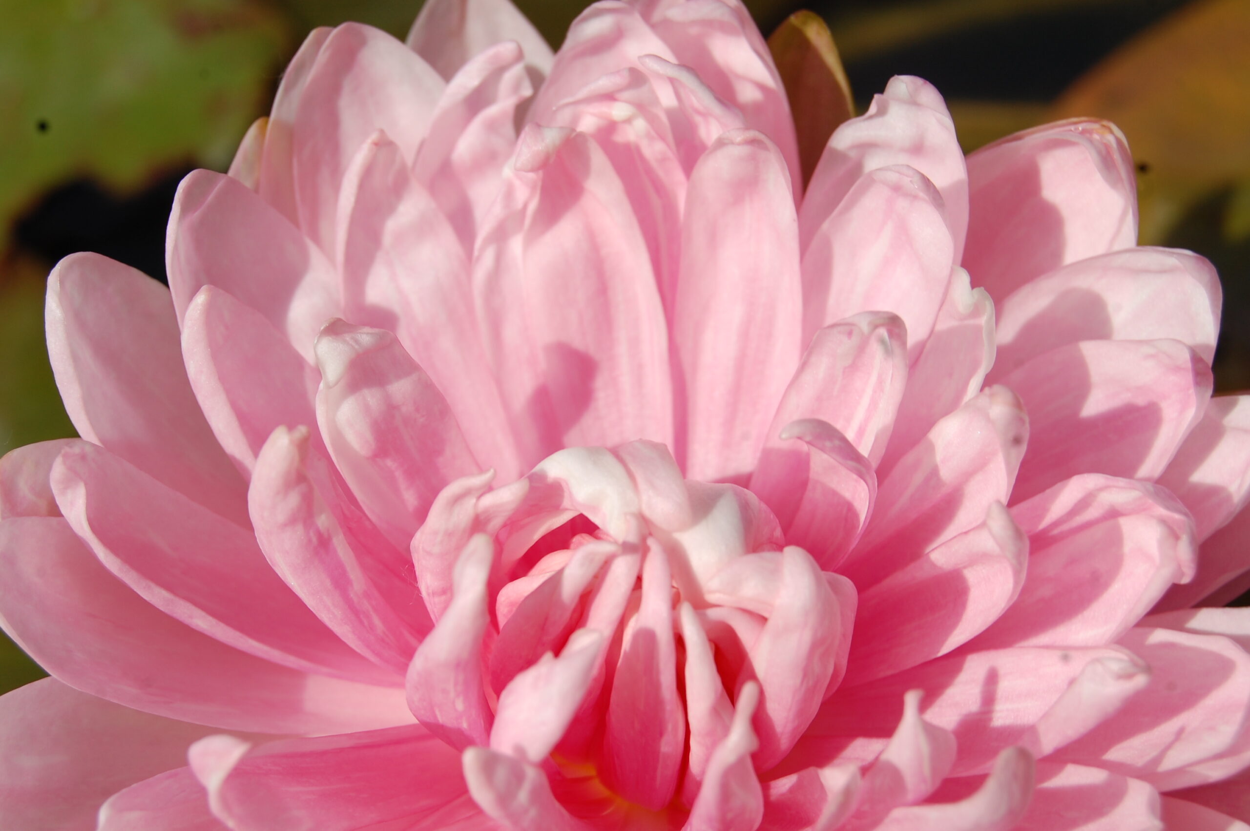 acheter nymphaea Rozalina for sale buy on line (49)