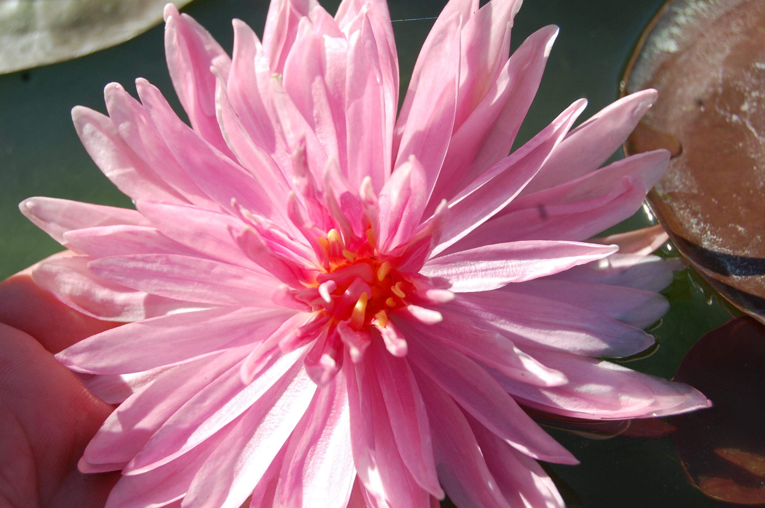 acheter nymphaea Rozalina for sale buy on line (5)