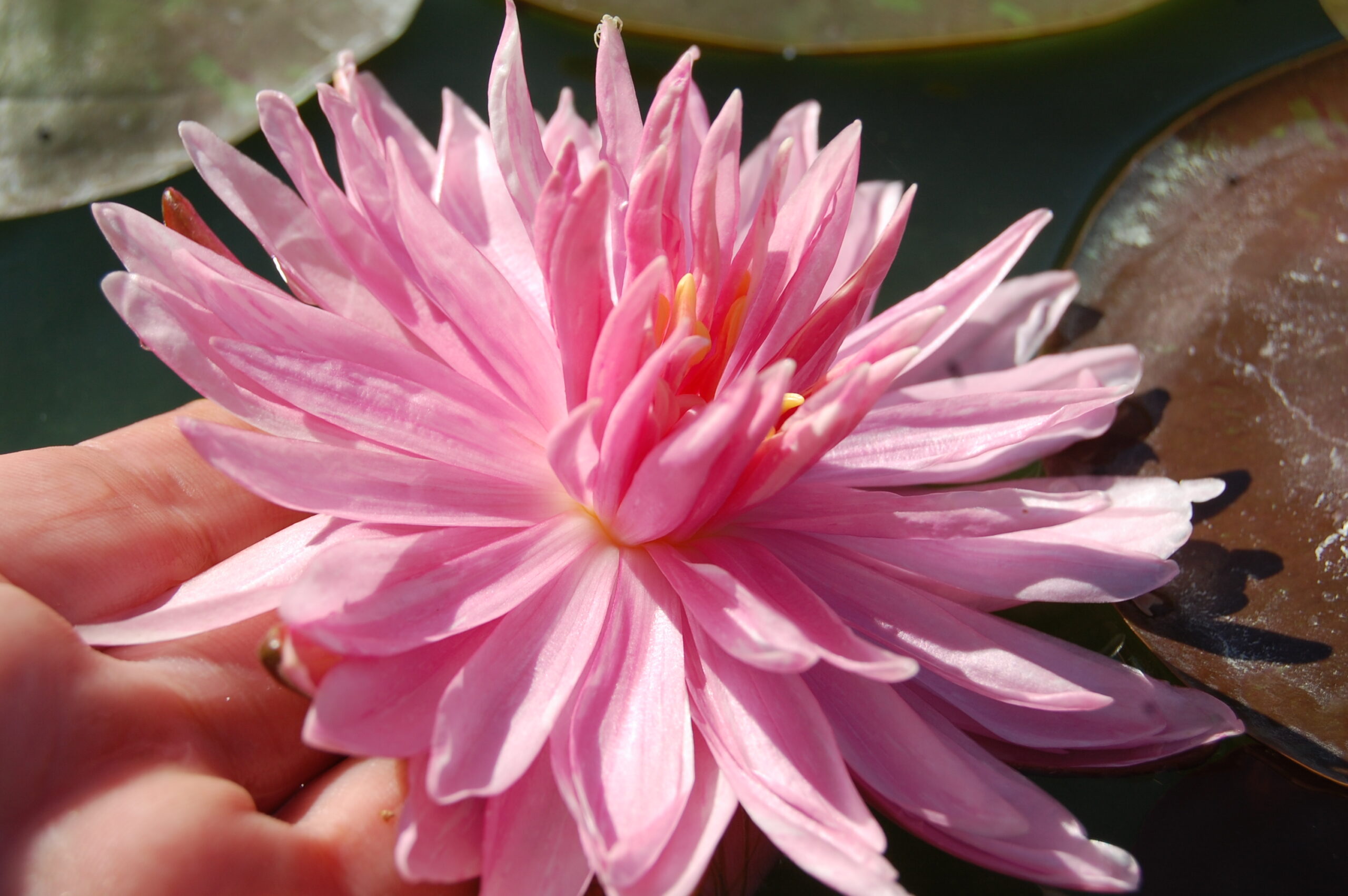 acheter nymphaea Rozalina for sale buy on line (8)