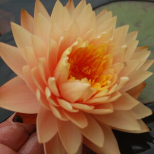 acheter nymphaea Tummaruksa for sale buy on line (27)