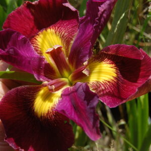 iris Louisiana Cajun Dome for sale buy on line (1)