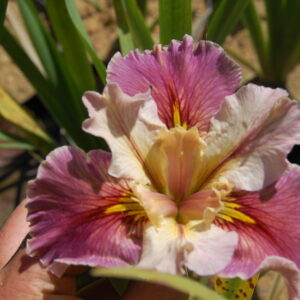 iris Louisiana From This Moment for sale buy on line (6)