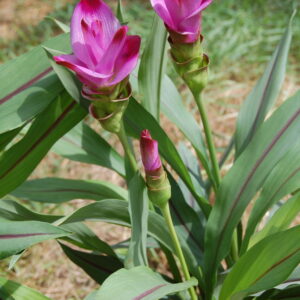 DSC 0001