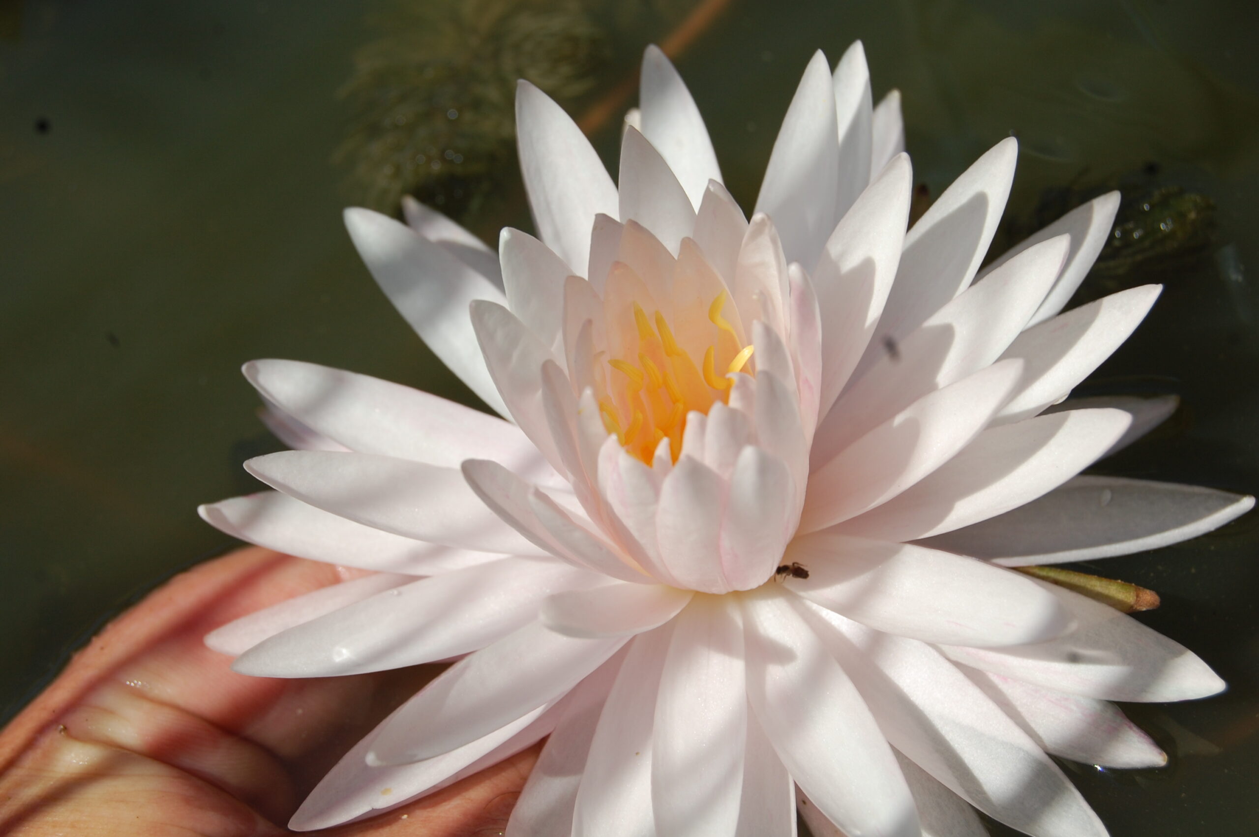 acheter nymphaea Irina for sale buy on line (13)