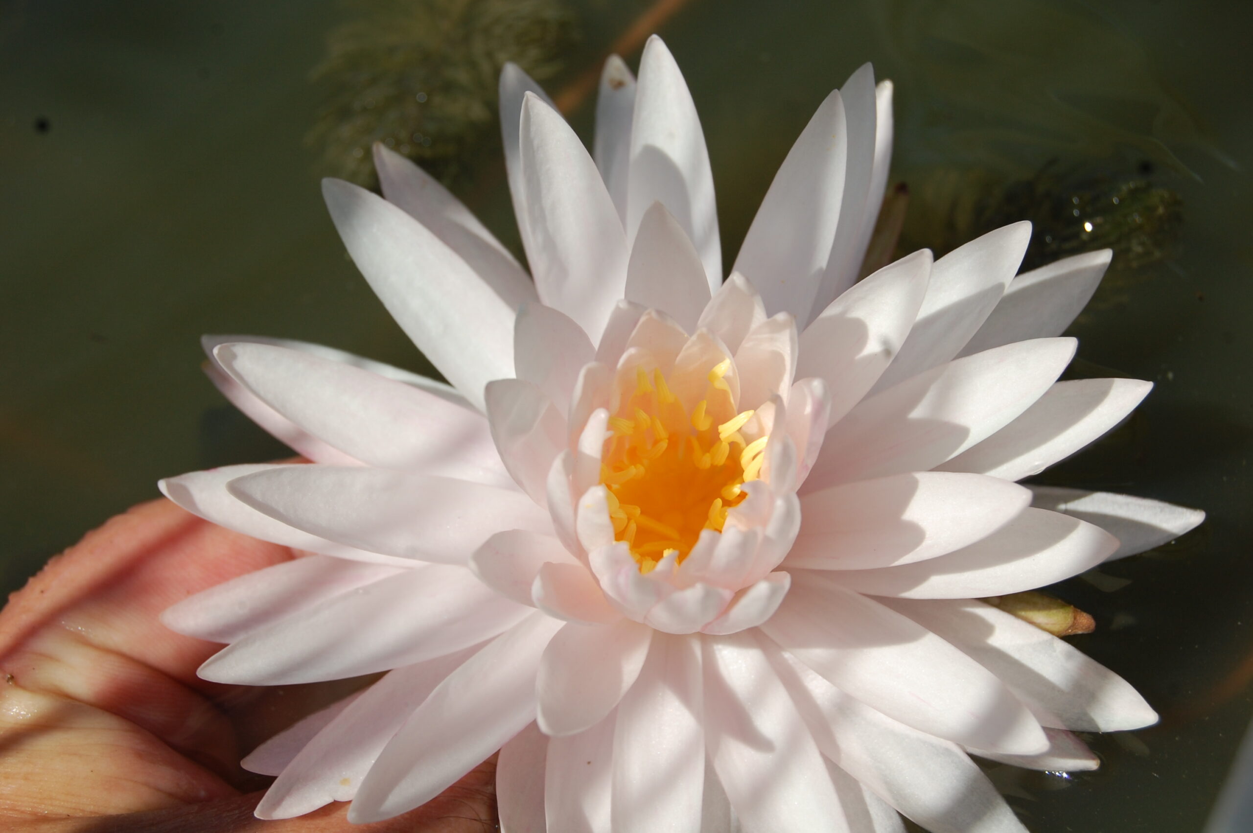 acheter nymphaea Irina for sale buy on line (14)