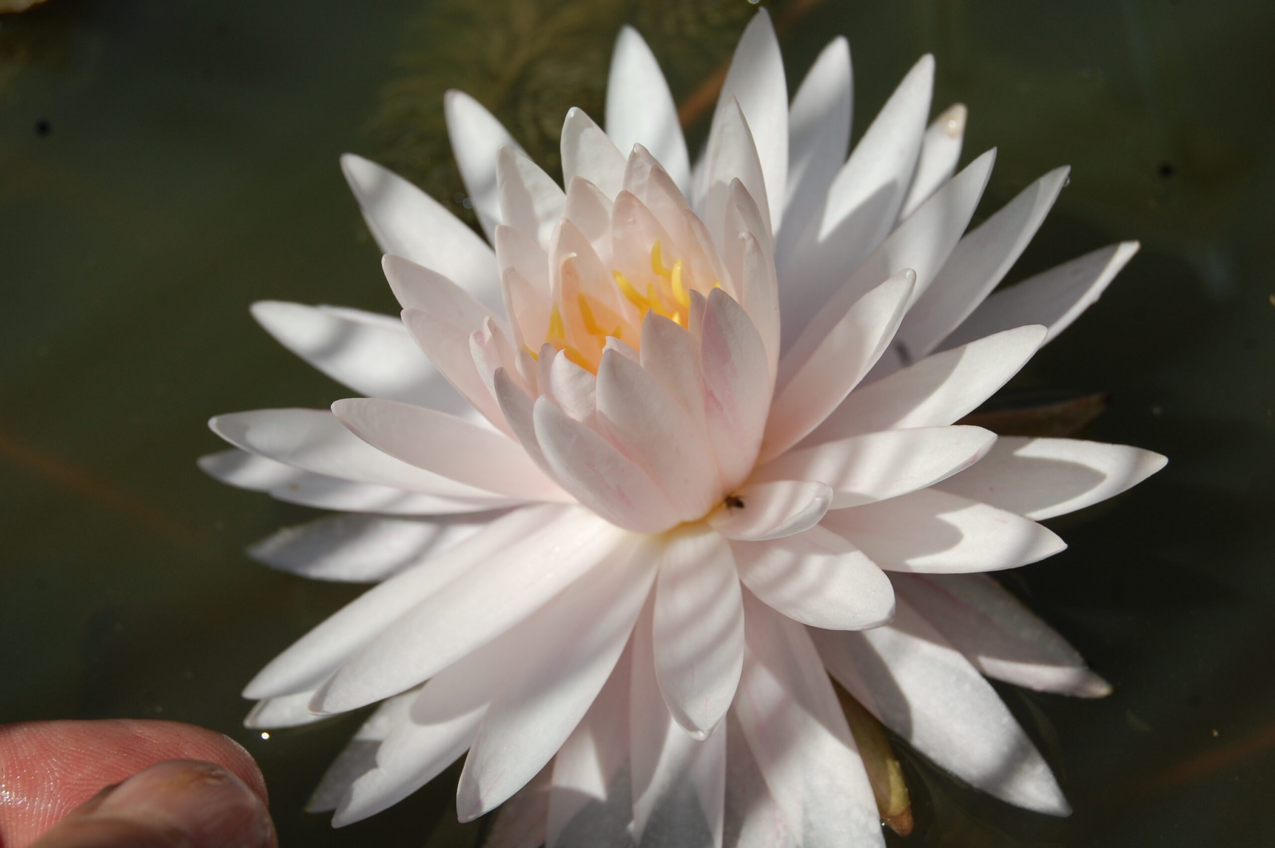 acheter nymphaea Irina for sale buy on line (2)