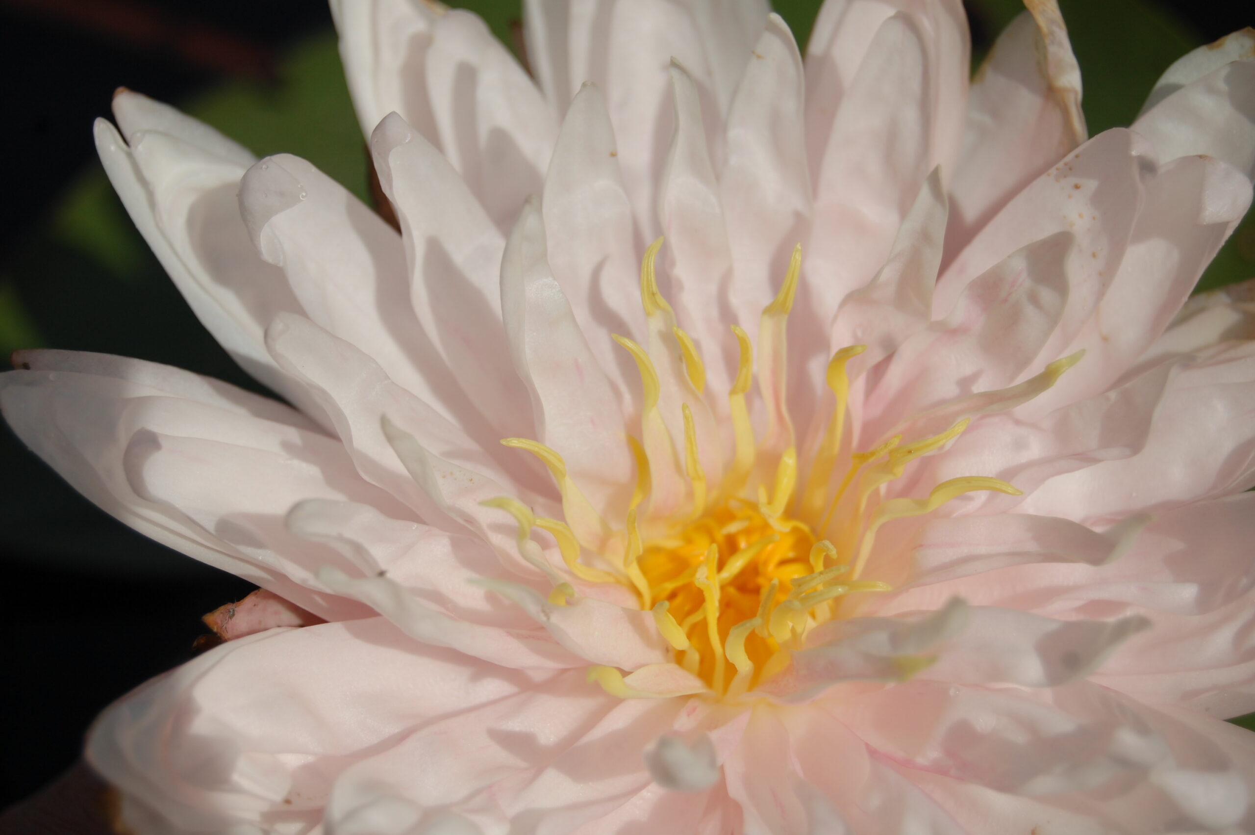 acheter nymphaea Irina for sale buy on line (26)
