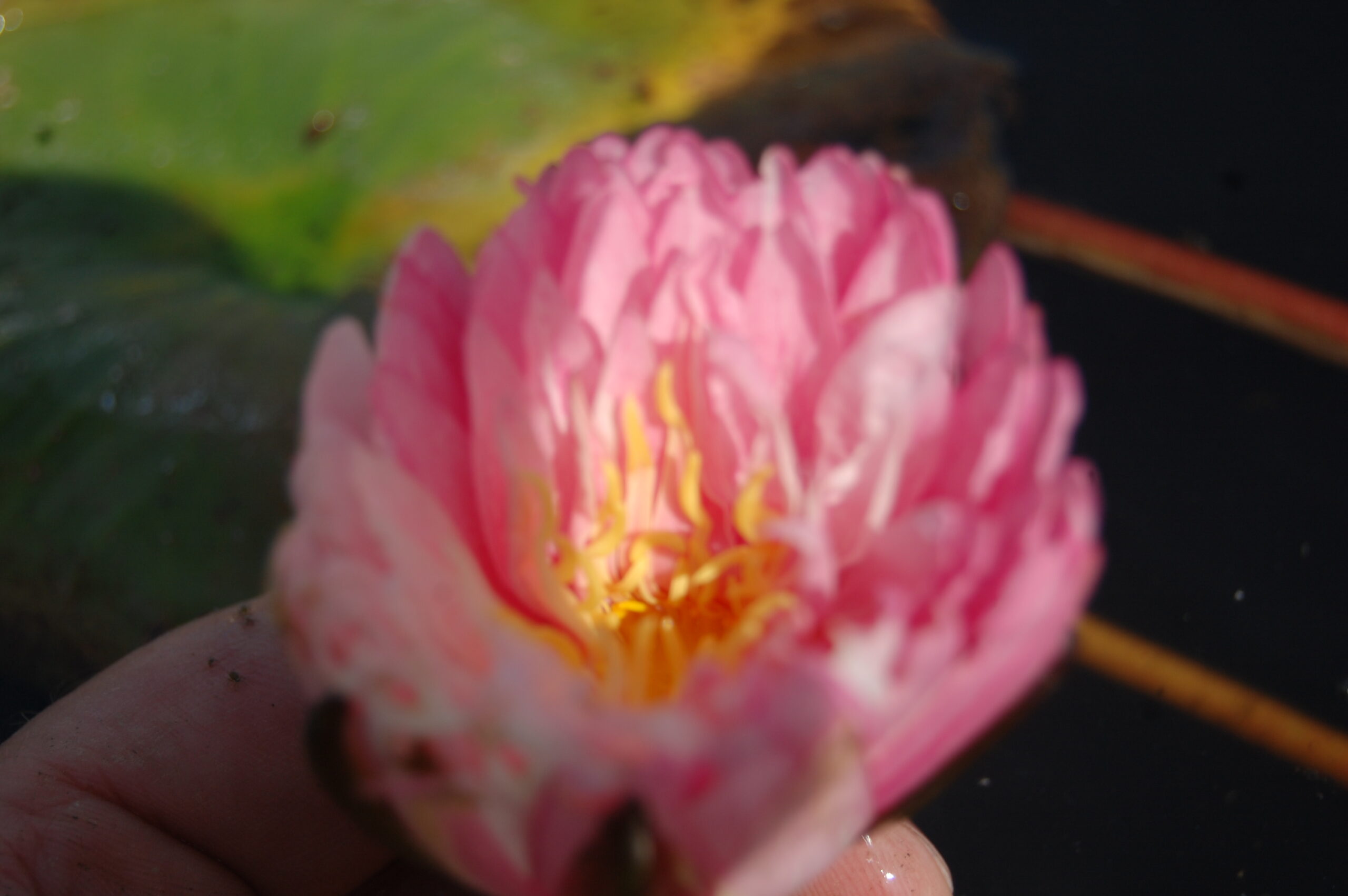 acheter nymphaea Irina for sale buy on line (29)