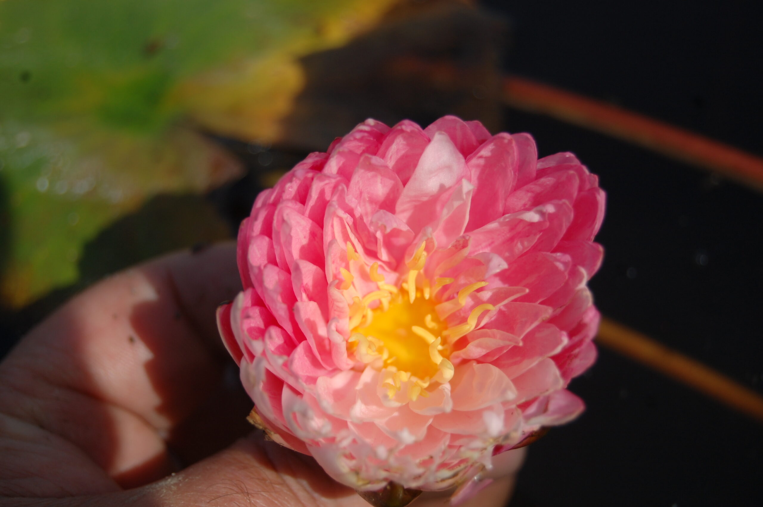 acheter nymphaea Irina for sale buy on line (30)
