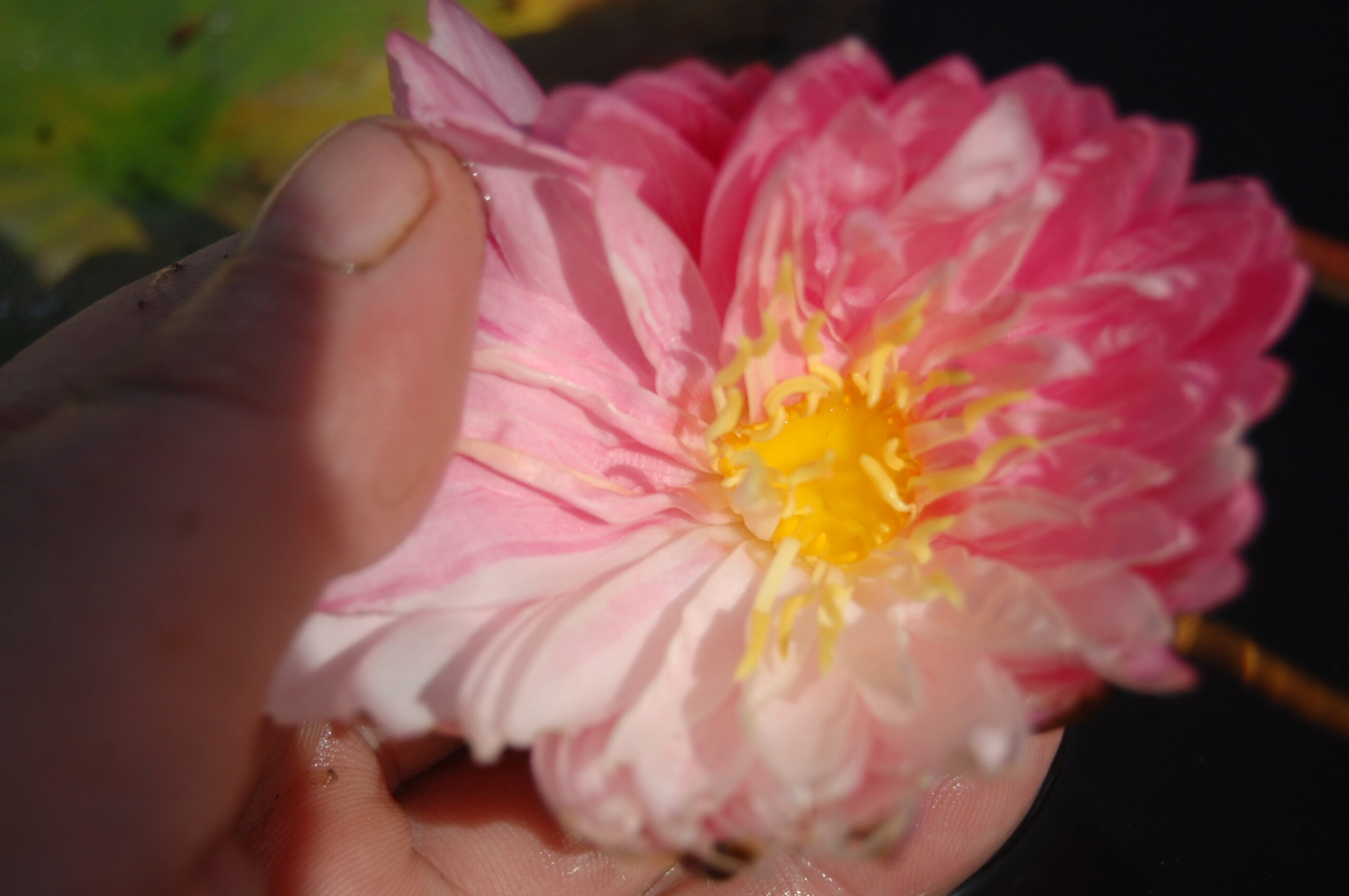 acheter nymphaea Irina for sale buy on line (39)