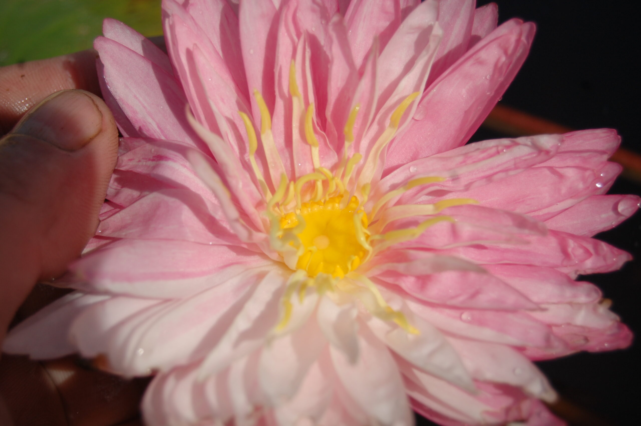 acheter nymphaea Irina for sale buy on line (43)