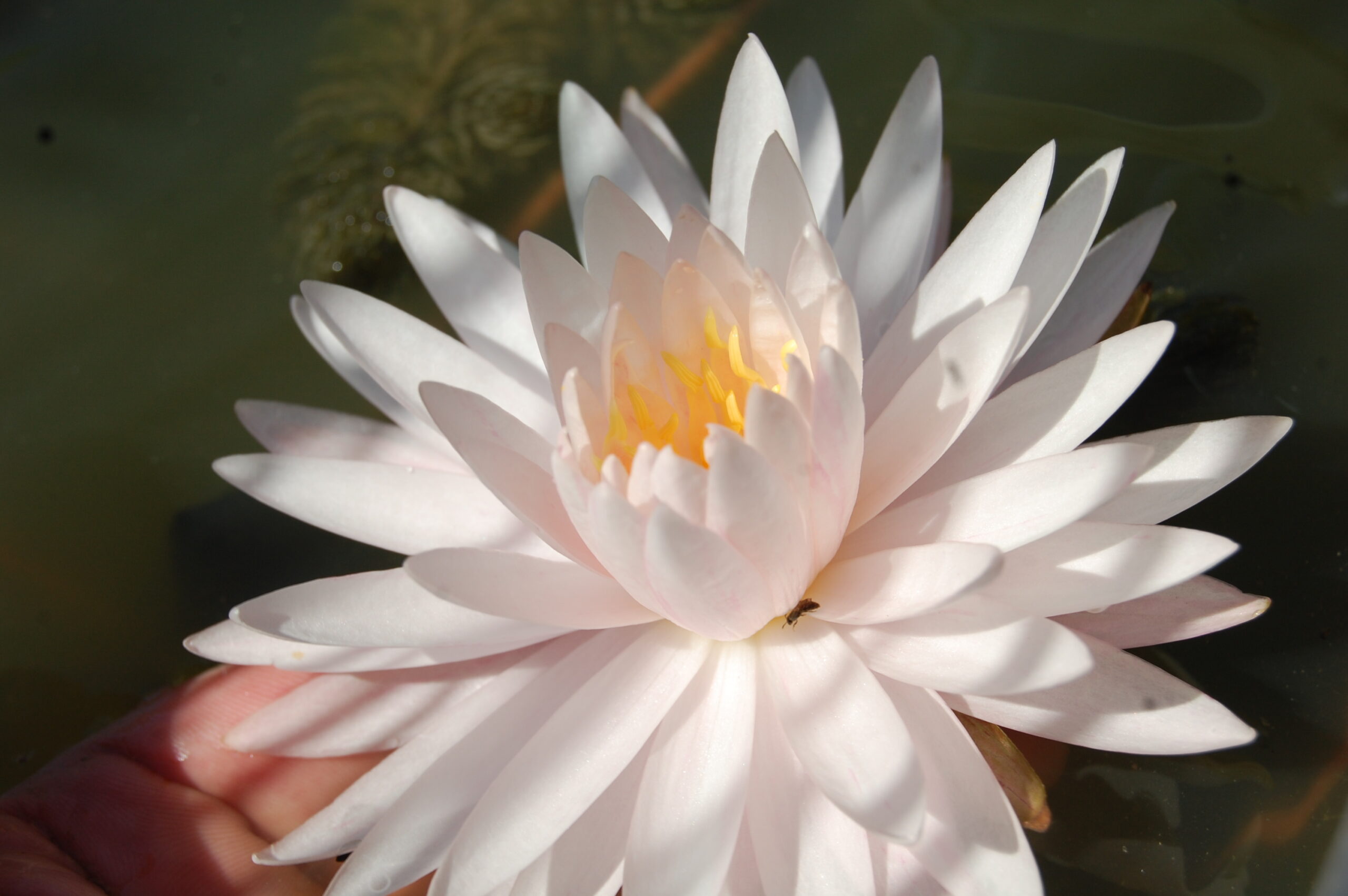 acheter nymphaea Irina for sale buy on line (5)