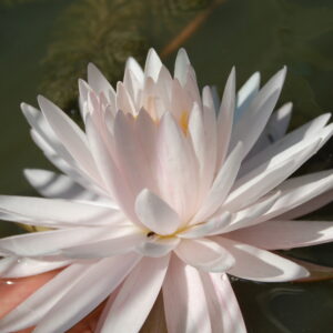 acheter nymphaea Irina for sale buy on line (8)