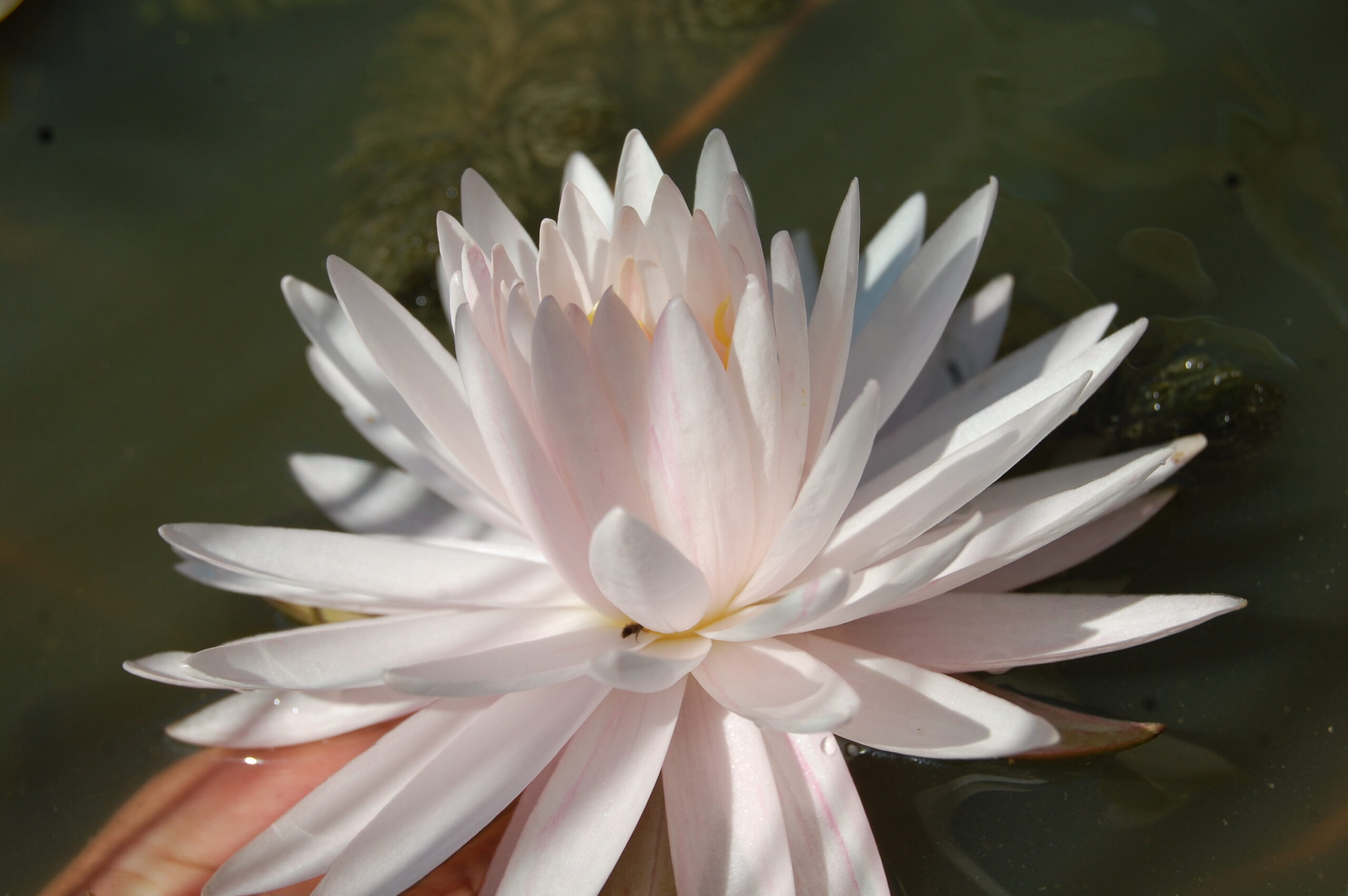 acheter nymphaea Irina for sale buy on line (8)