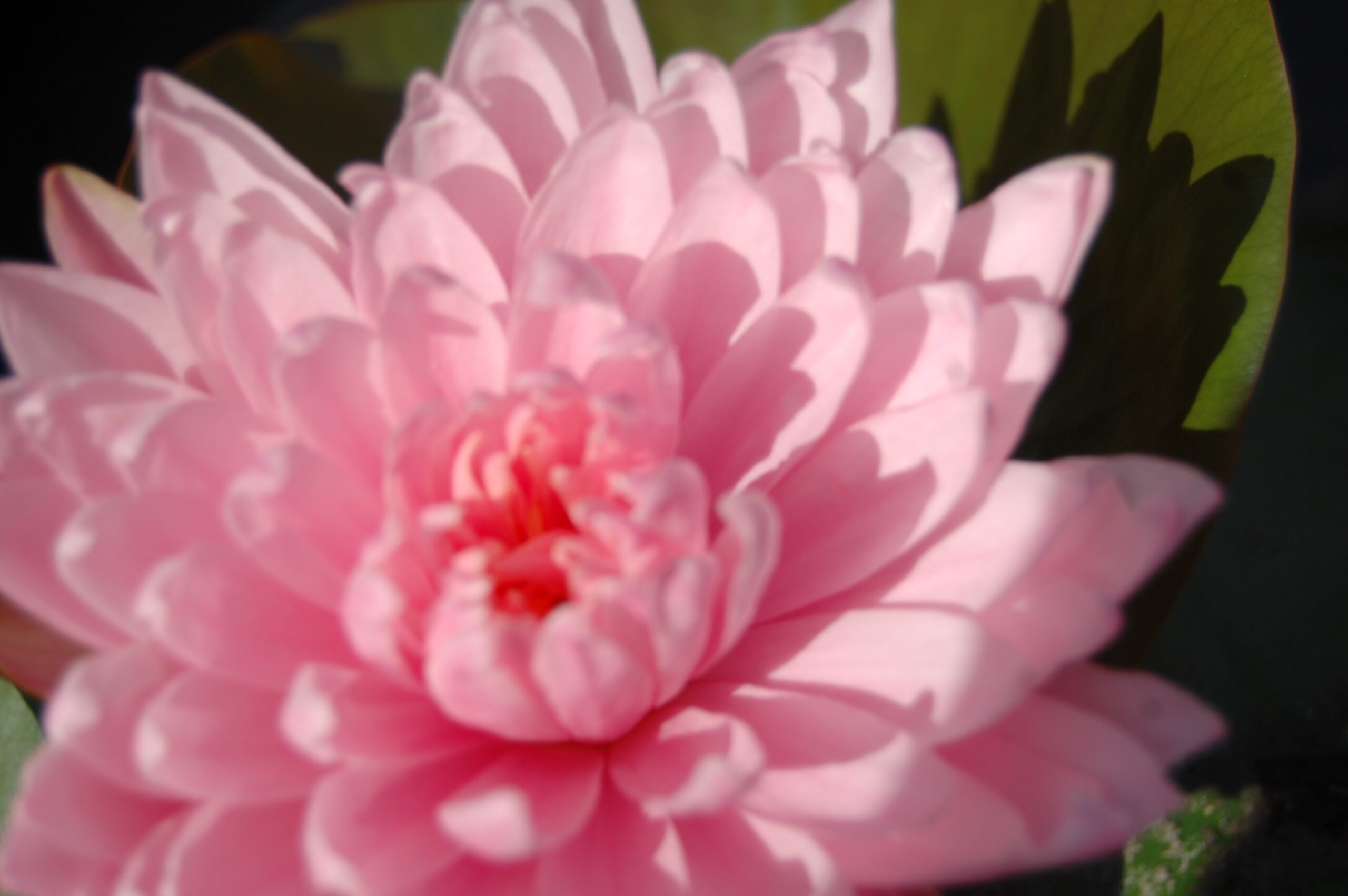 acheter nymphaea Kong Kwhan for sale buy on line (1)