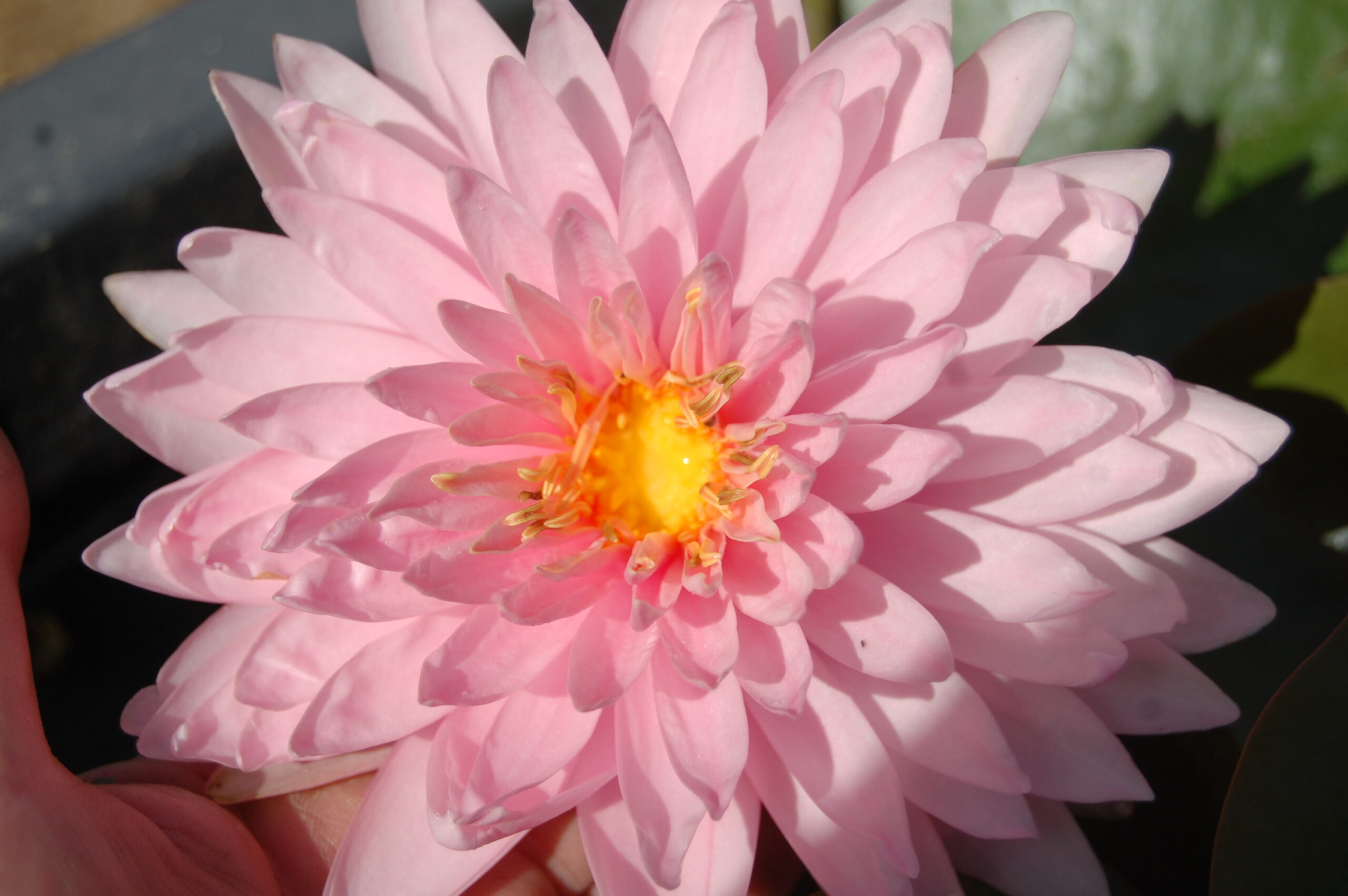 acheter nymphaea Kong Kwhan for sale buy on line (10)