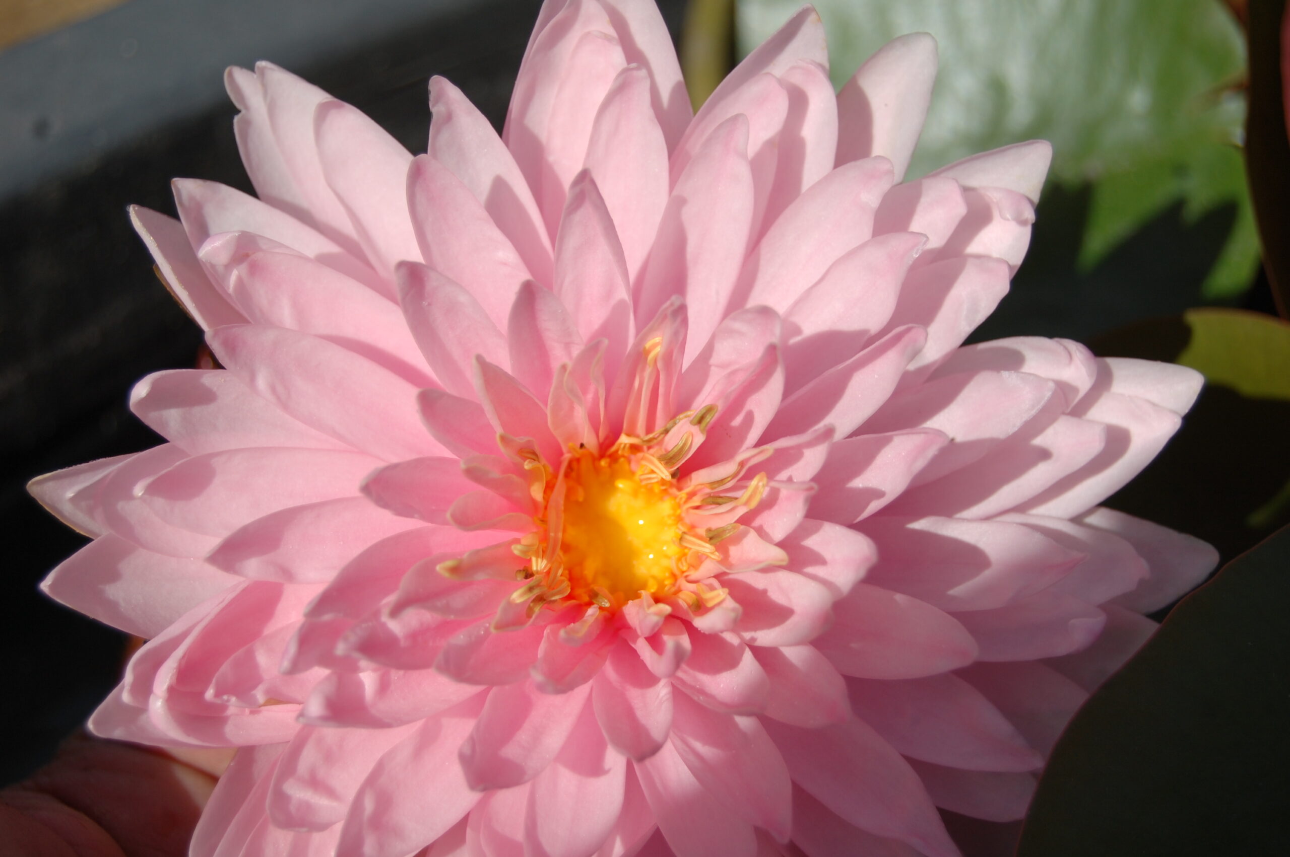 acheter nymphaea Kong Kwhan for sale buy on line (14)