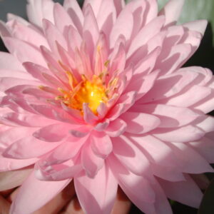 acheter nymphaea Kong Kwhan for sale buy on line (17)