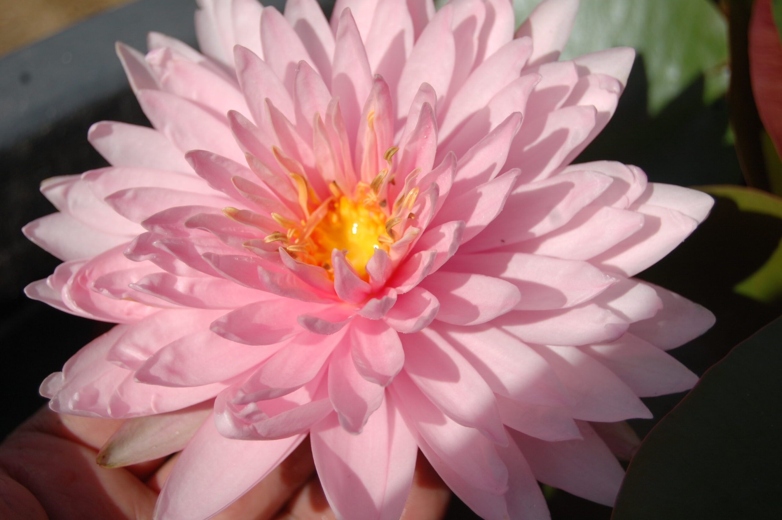 acheter nymphaea Kong Kwhan for sale buy on line (17)