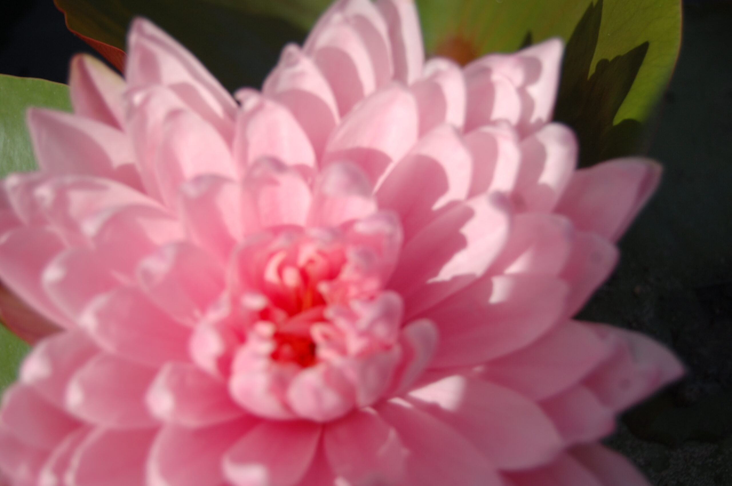 acheter nymphaea Kong Kwhan for sale buy on line (19)