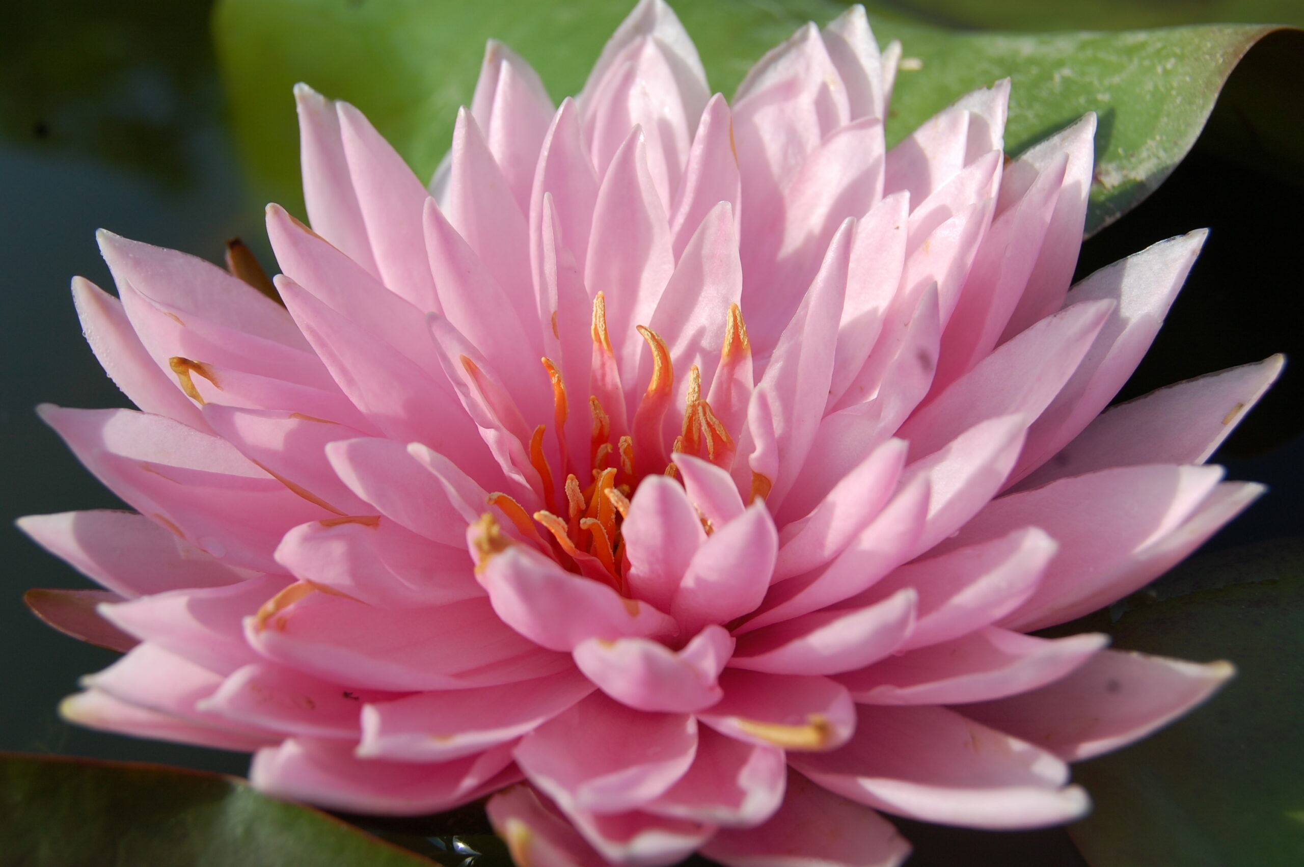 acheter nymphaea Kong Kwhan for sale buy on line (2)