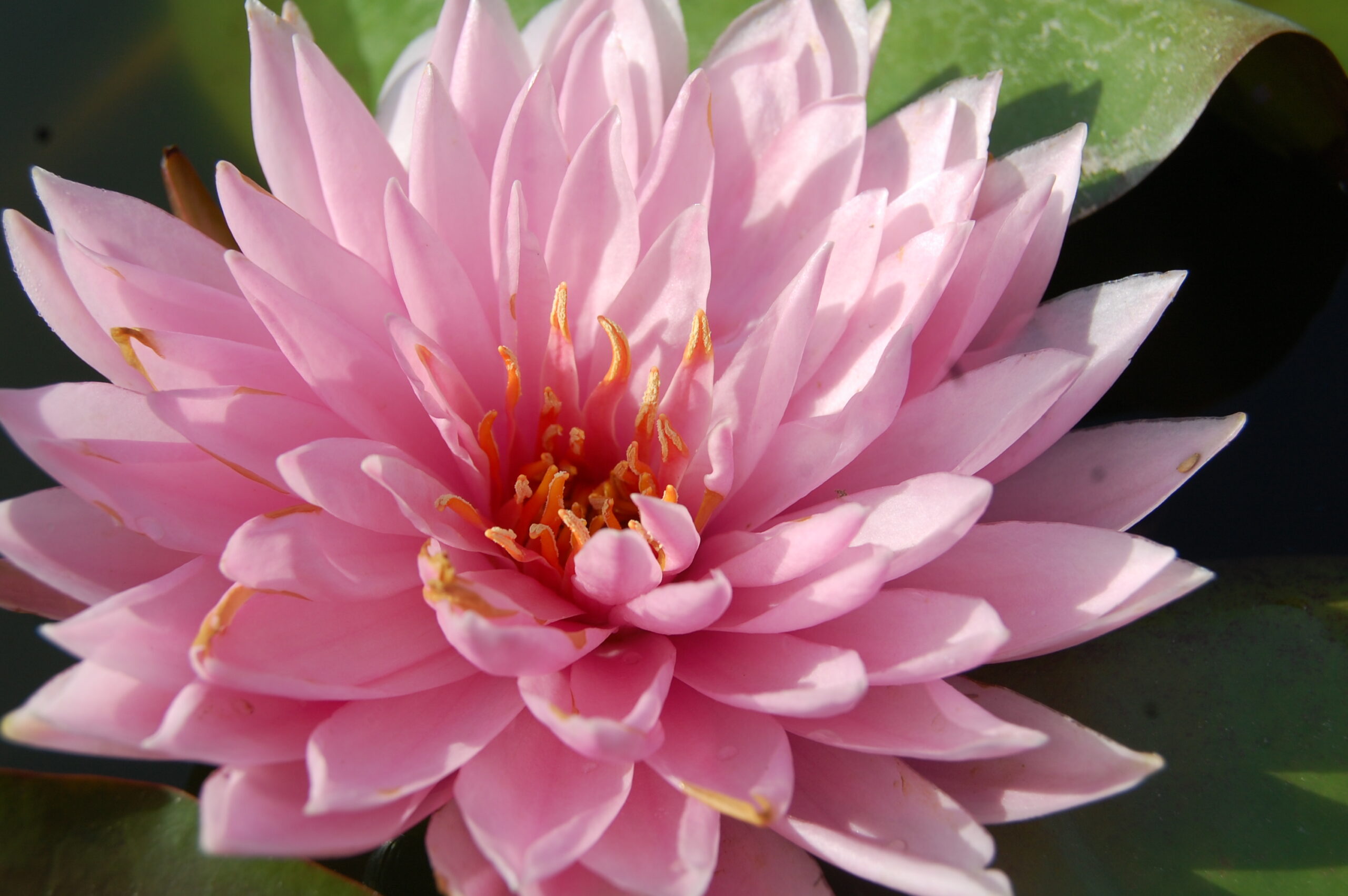 acheter nymphaea Kong Kwhan for sale buy on line (3)