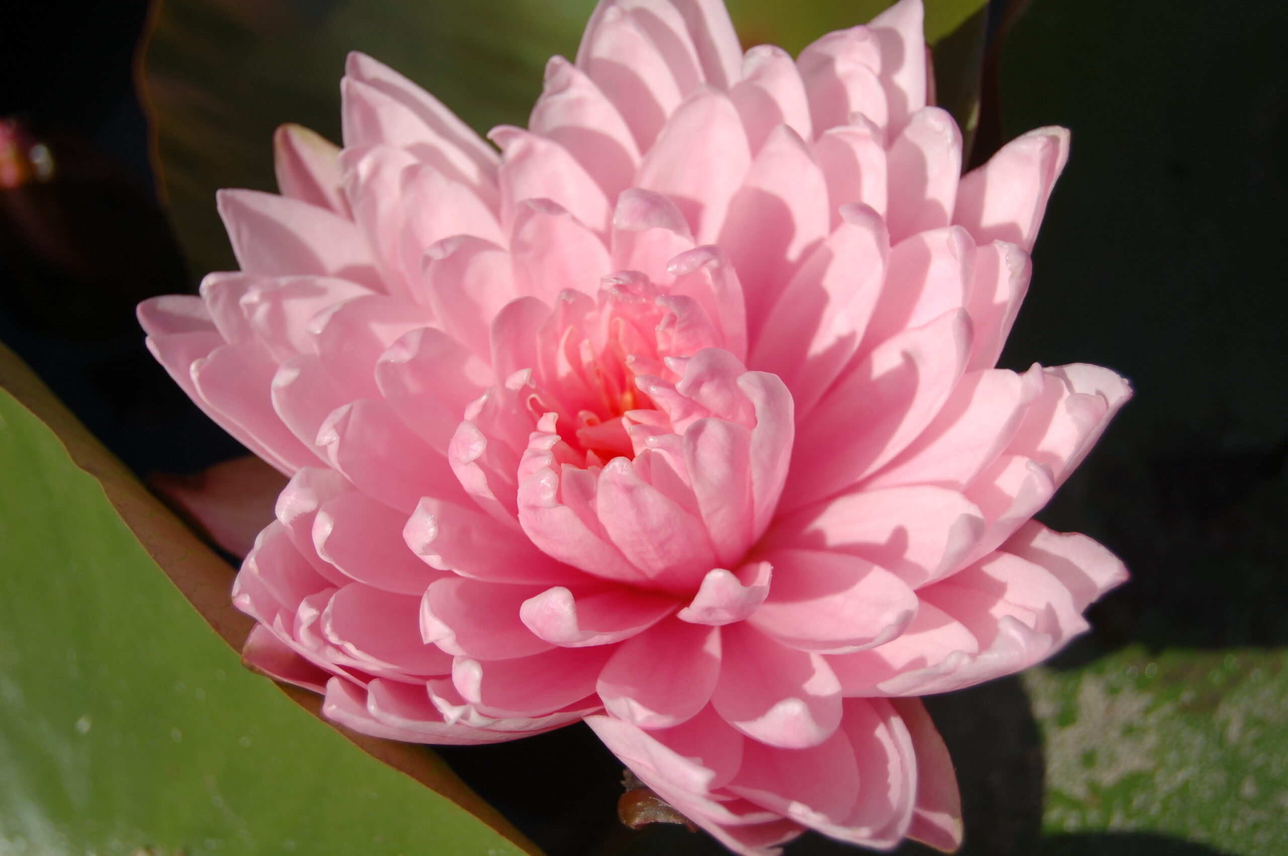 acheter nymphaea Kong Kwhan for sale buy on line (7)