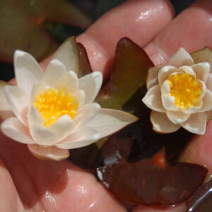acheter nymphaea Little Princess for sale buy on line (1)