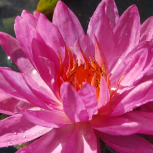 acheter nymphaea Maxime Sounie for sale buy on line (21)