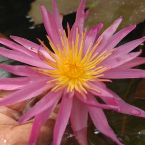 acheter nymphaea Mistral Gagnant for sale buy on line (12)