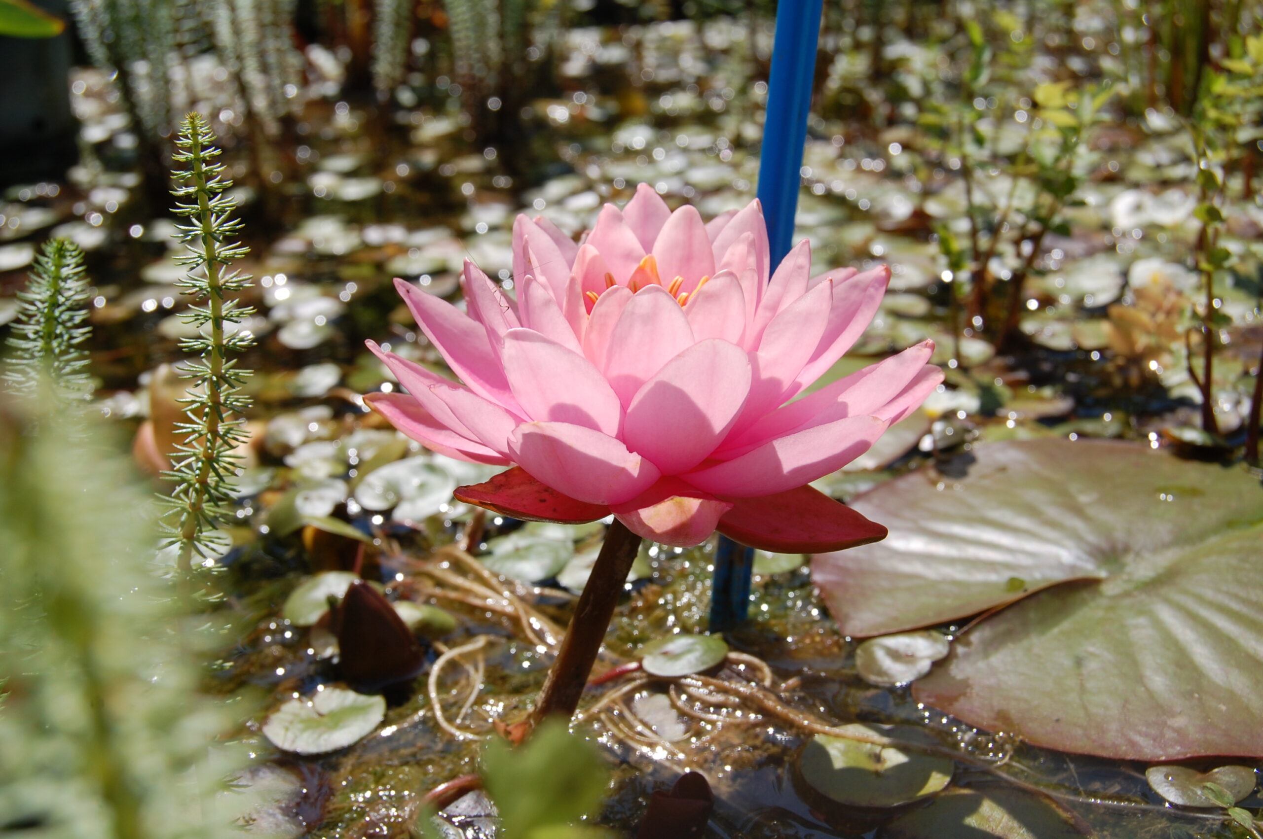 acheter nymphaea Nigel for sale buy on line (1)