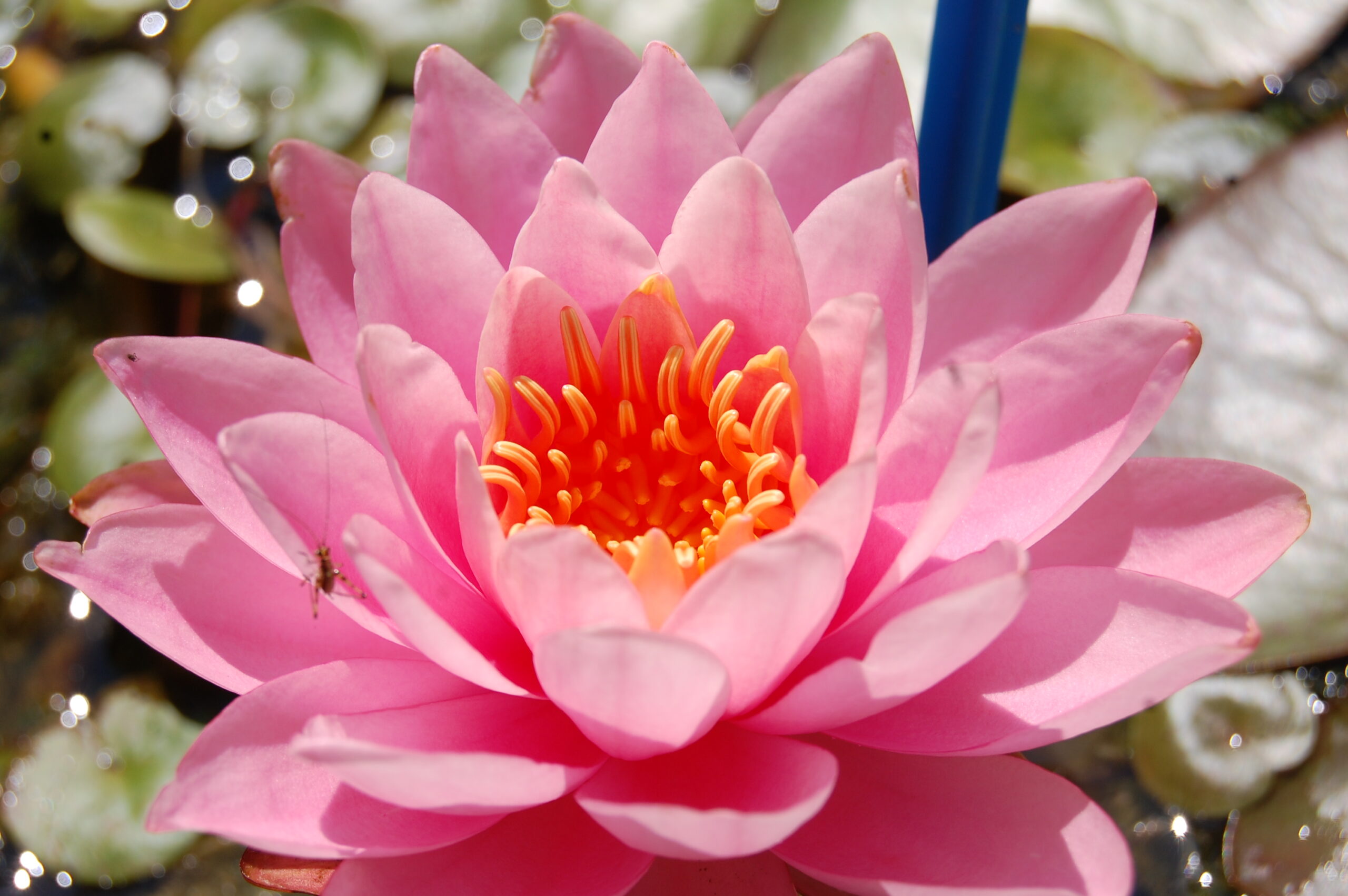 acheter nymphaea Nigel for sale buy on line (10)