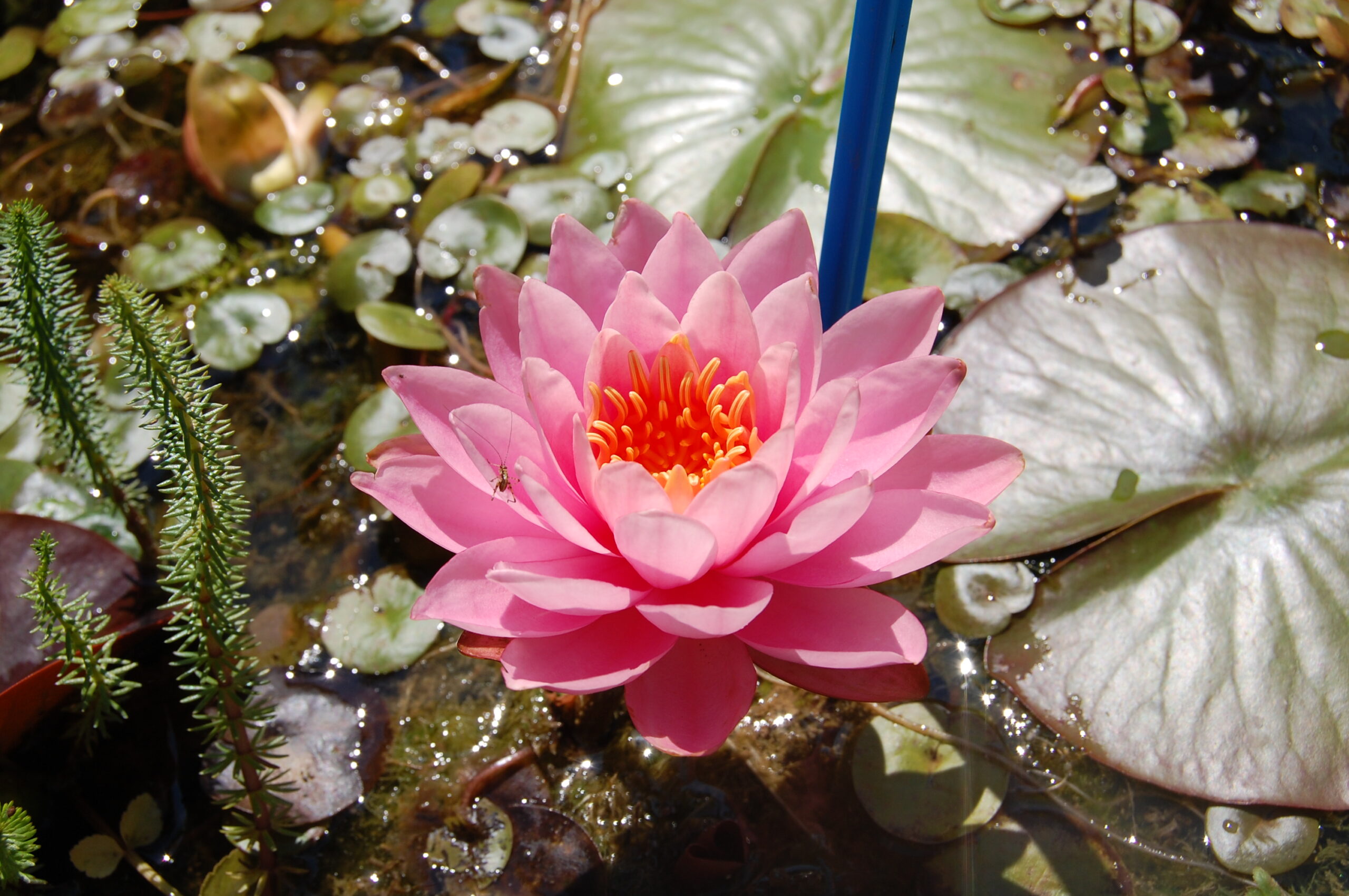 acheter nymphaea Nigel for sale buy on line (11)