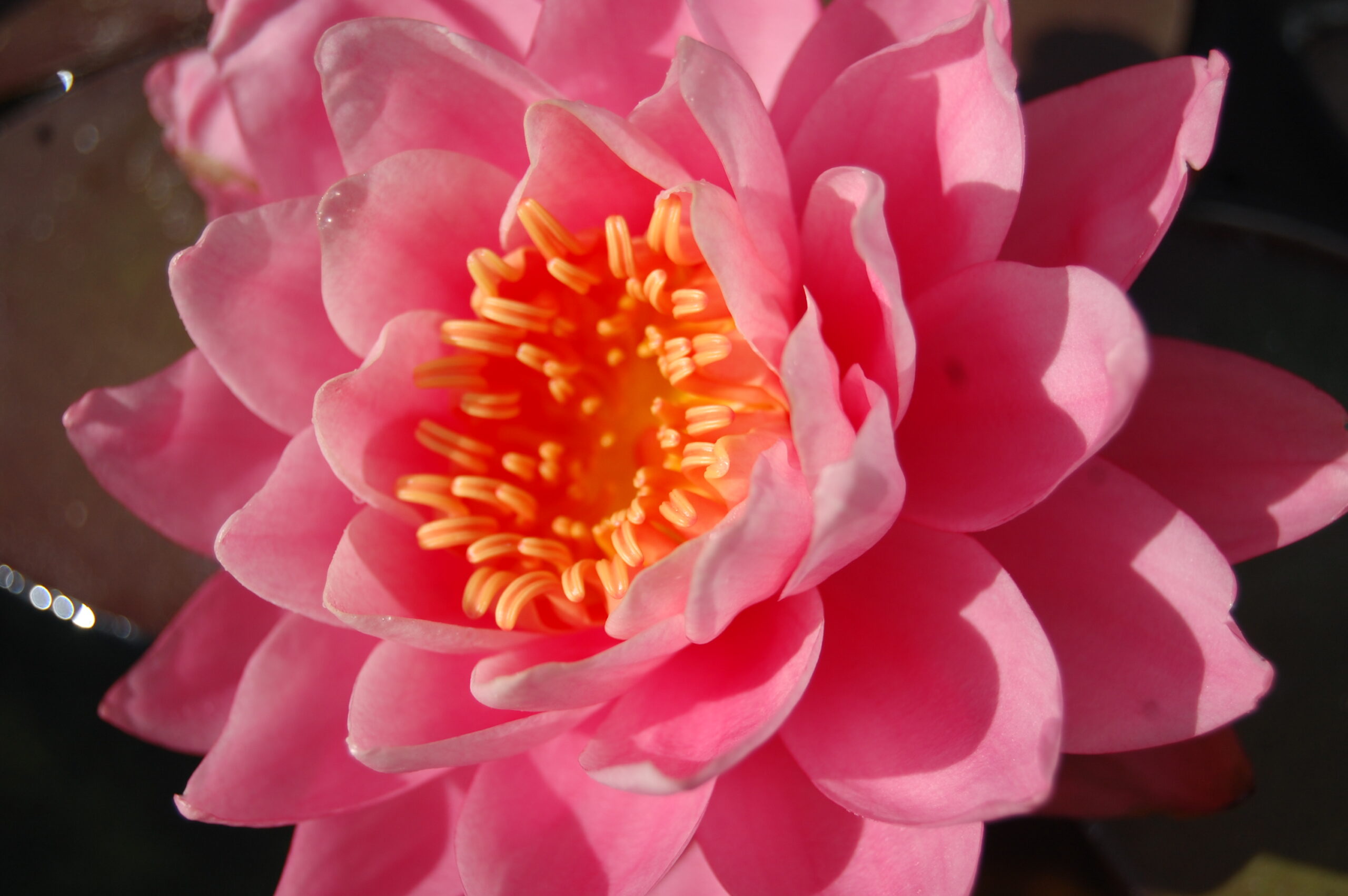 acheter nymphaea Nigel for sale buy on line (2)