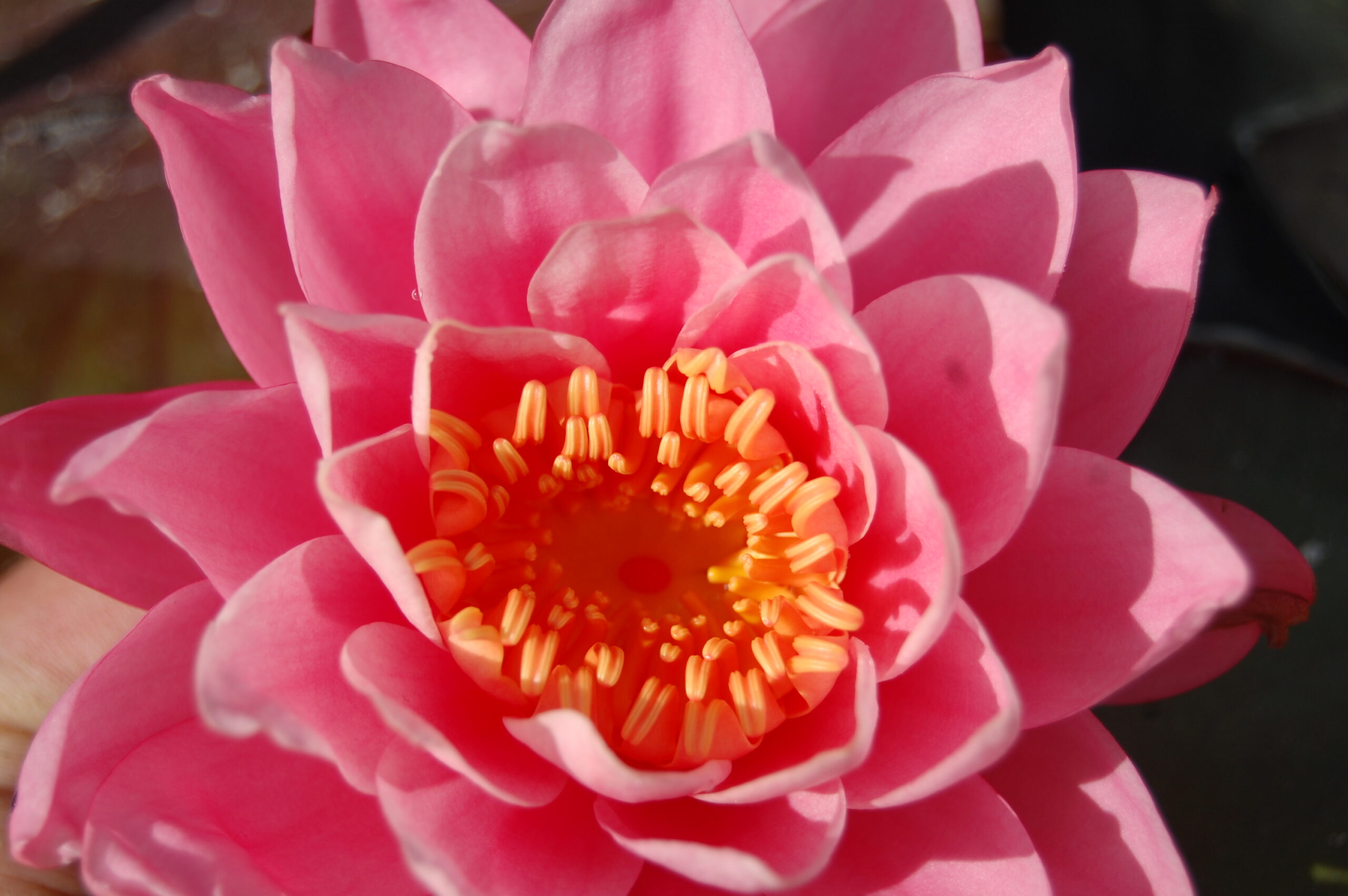 acheter nymphaea Nigel for sale buy on line (3)