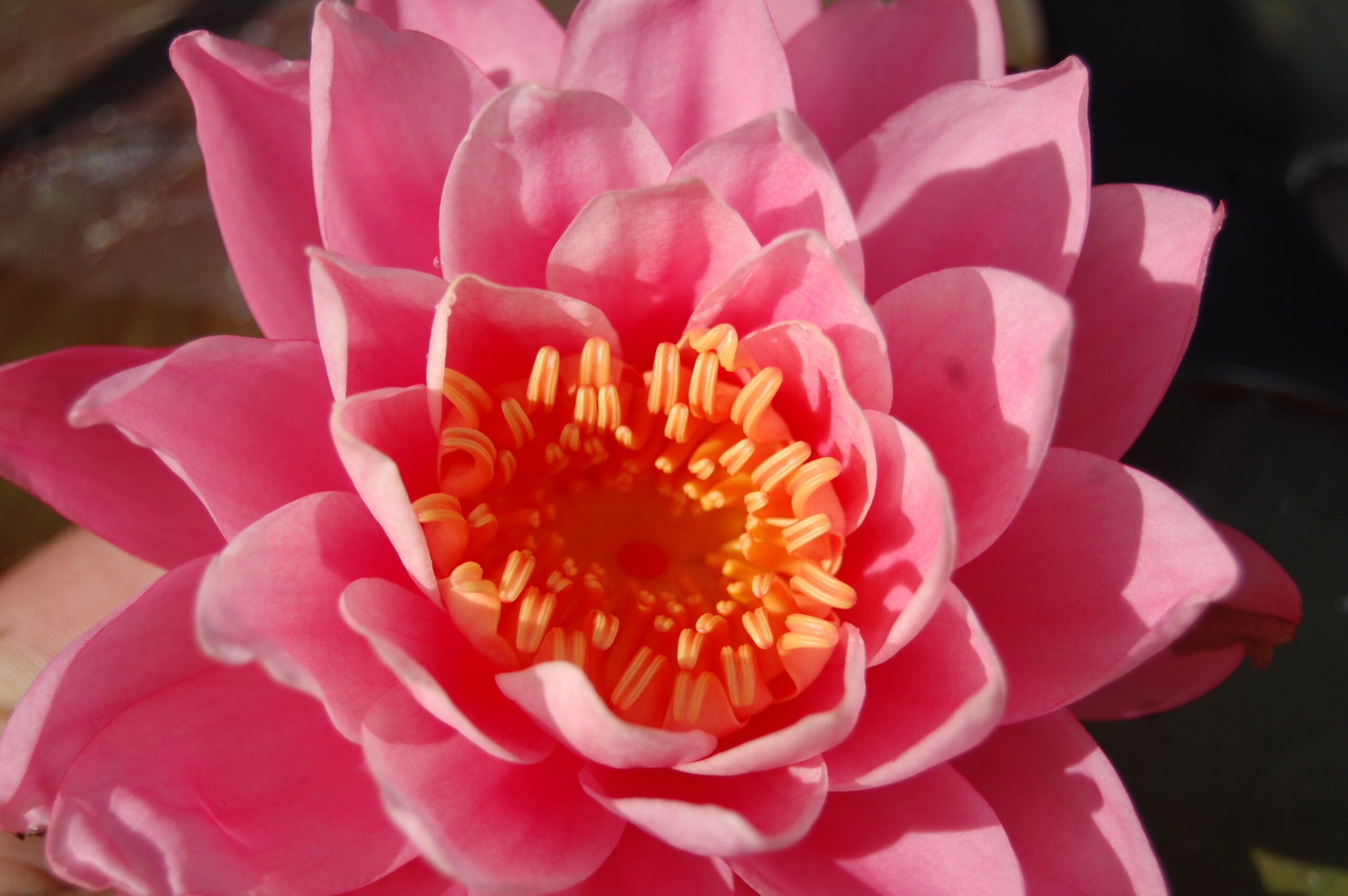 acheter nymphaea Nigel for sale buy on line (4)