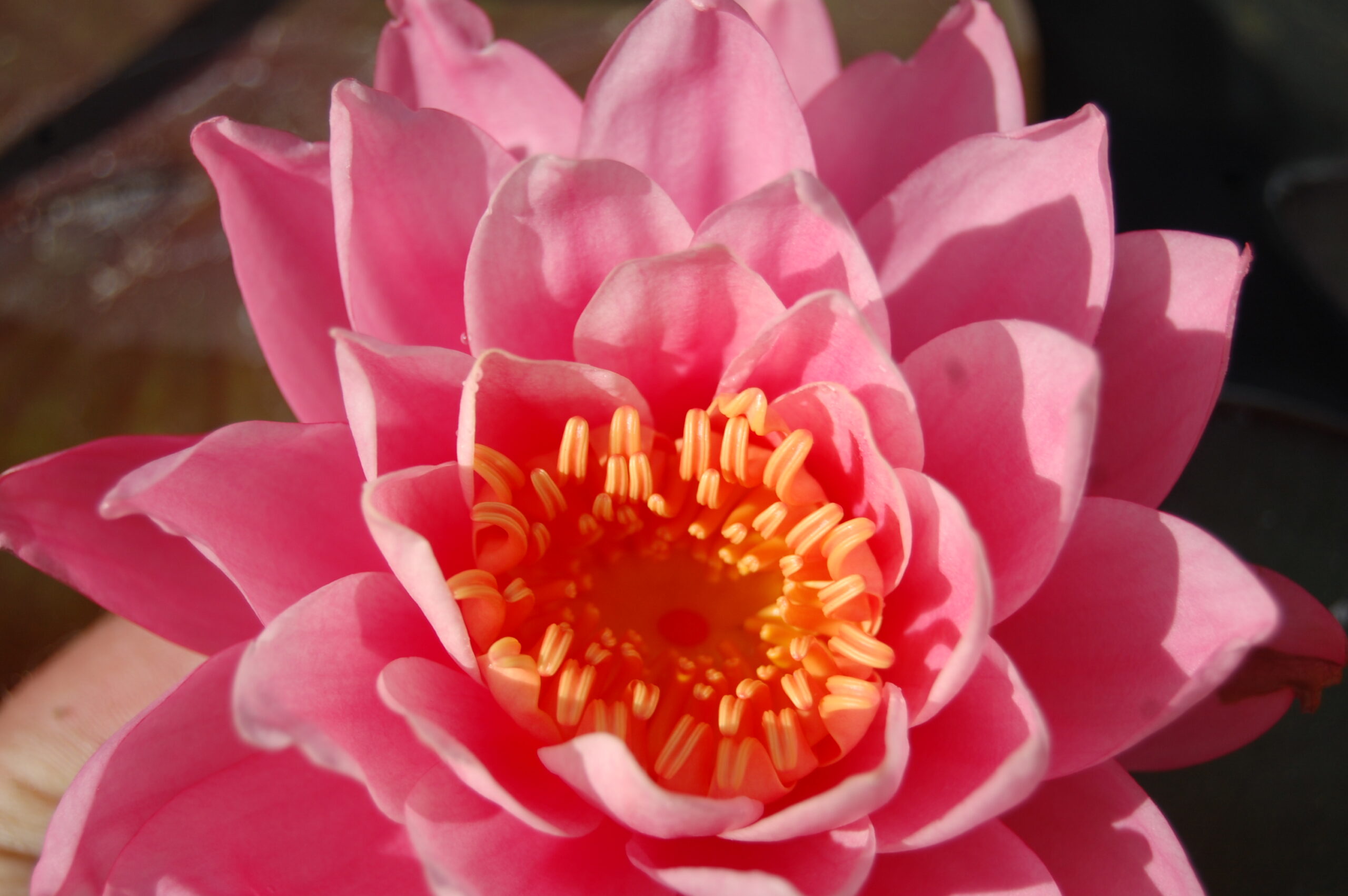 acheter nymphaea Nigel for sale buy on line (5)