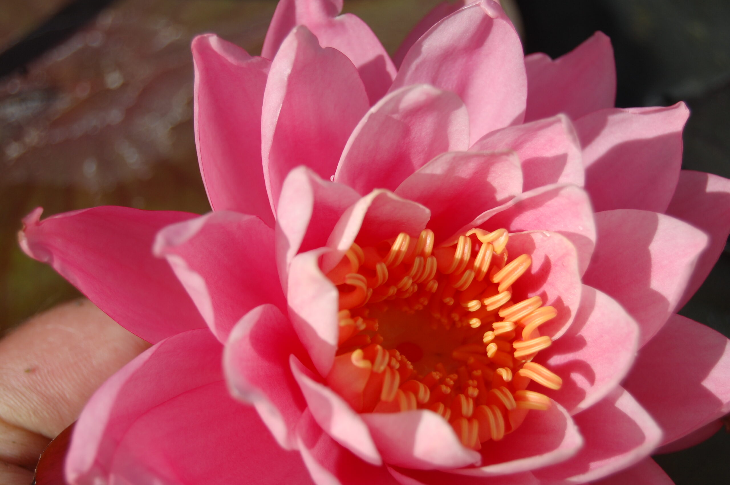 acheter nymphaea Nigel for sale buy on line (6)