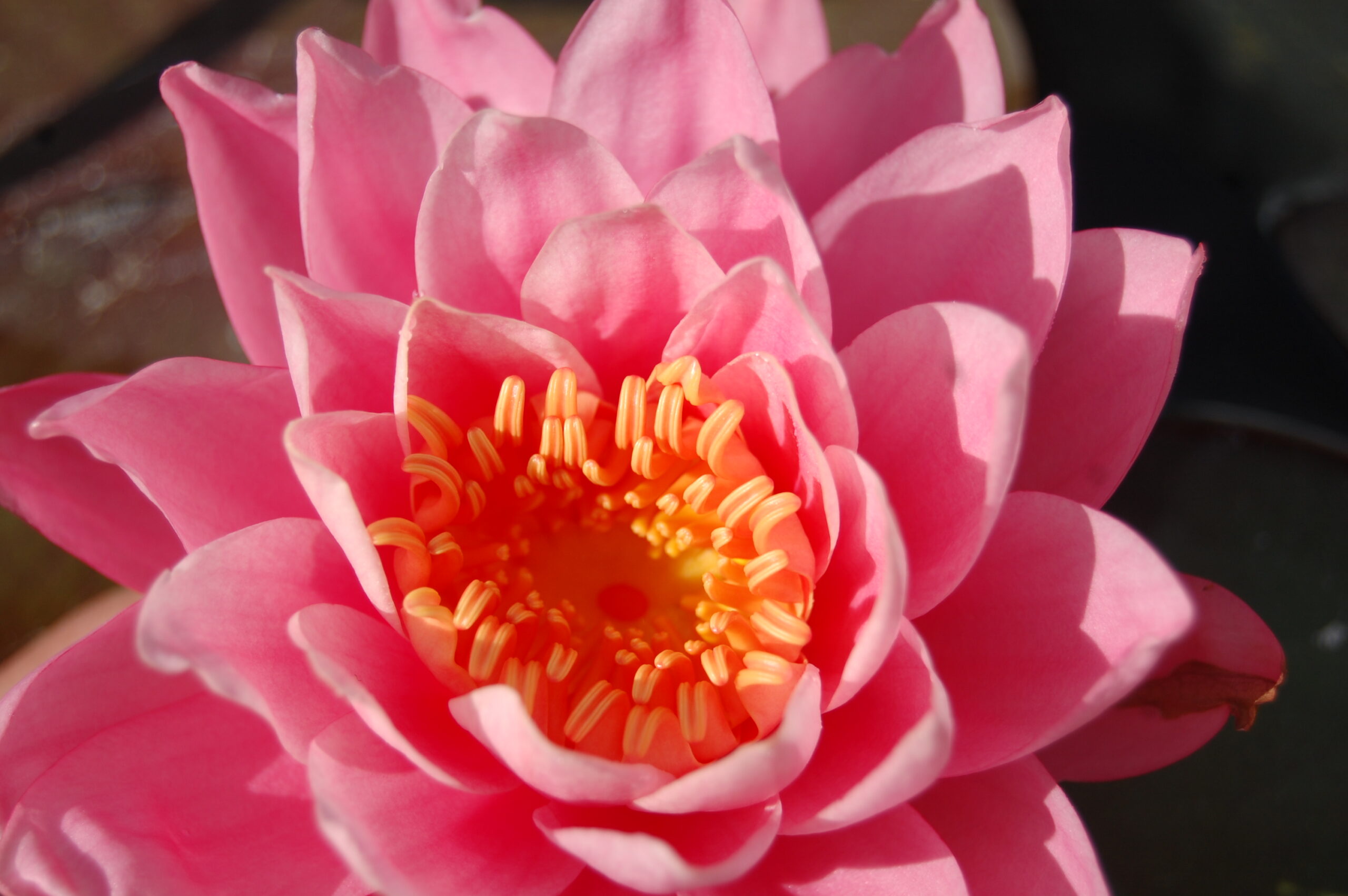 acheter nymphaea Nigel for sale buy on line (7)