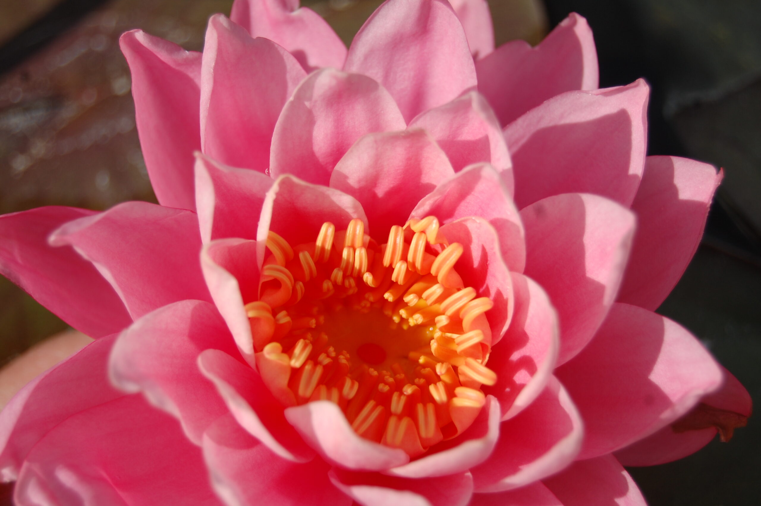 acheter nymphaea Nigel for sale buy on line (8)