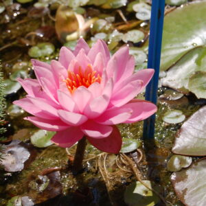 acheter nymphaea Nigel for sale buy on line (9)