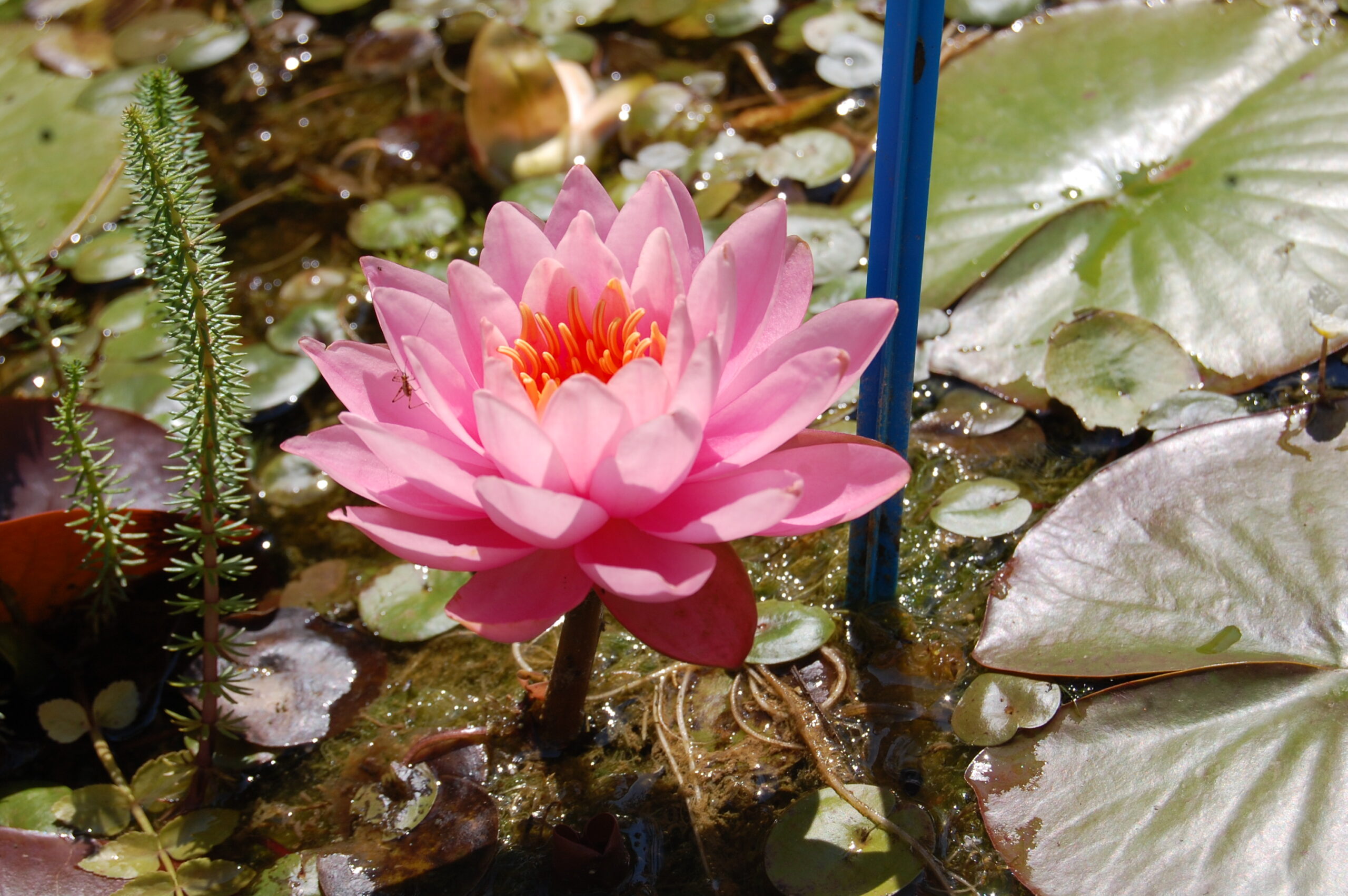 acheter nymphaea Nigel for sale buy on line (9)