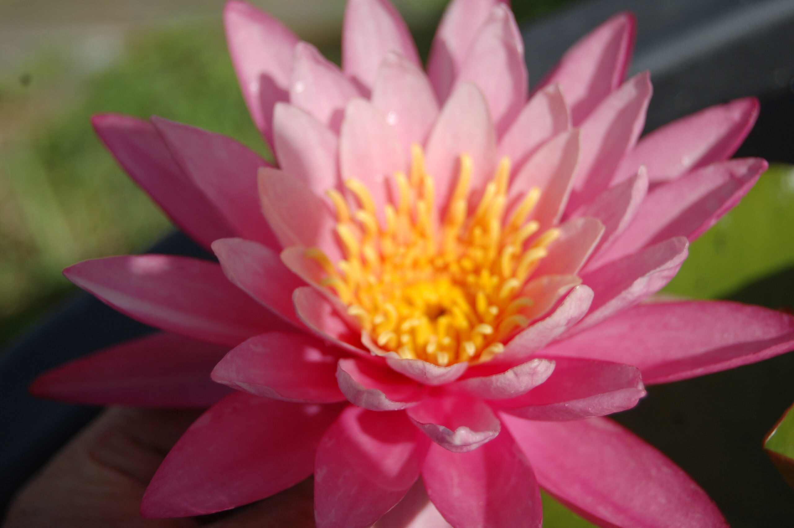 acheter nymphaea N°13 de Nikolay for sale buy on line (1)