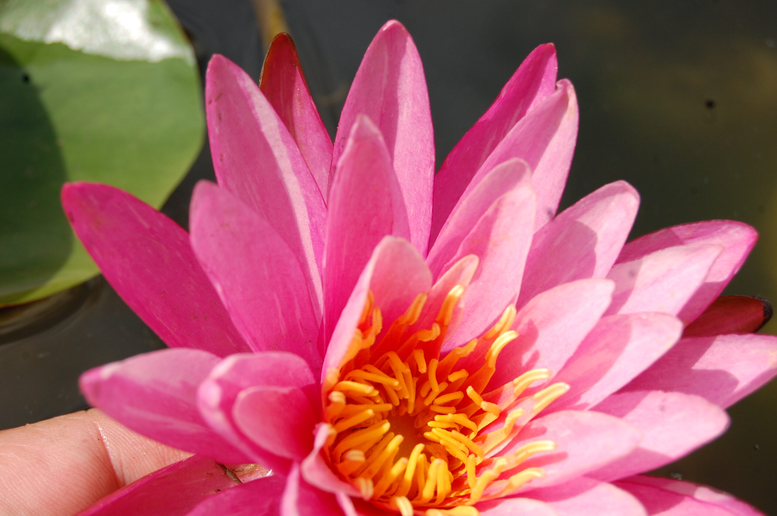 acheter nymphaea N°13 de Nikolay for sale buy on line (10)